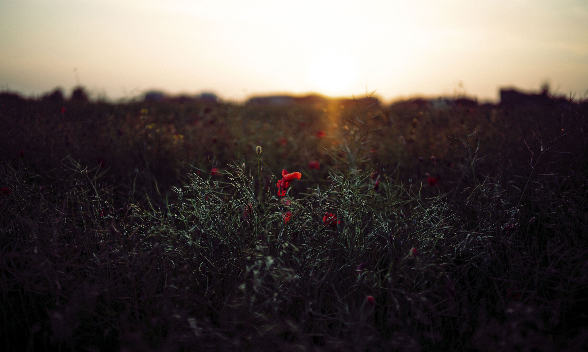 Red Dusk