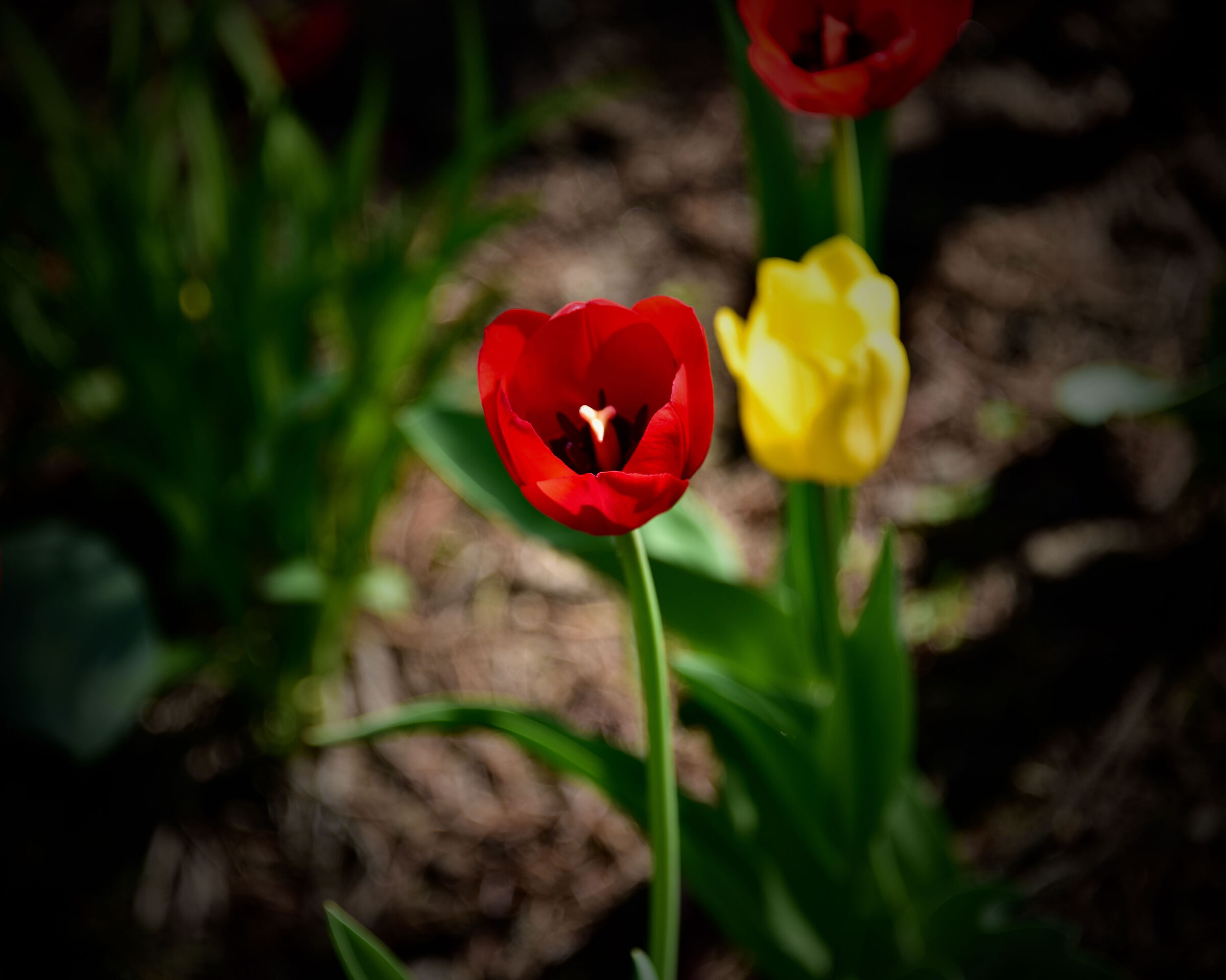 Red tulip taken at an exhibition, Quebec City,