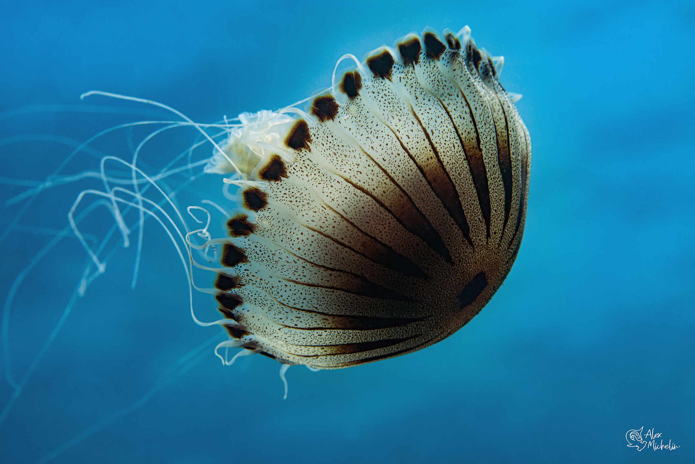 incontro casuale  Chrysaora hysoscella