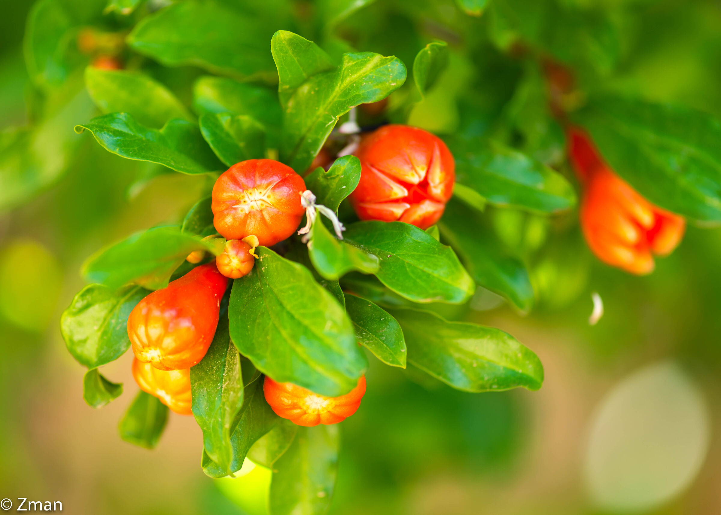 Fioritura di melograno