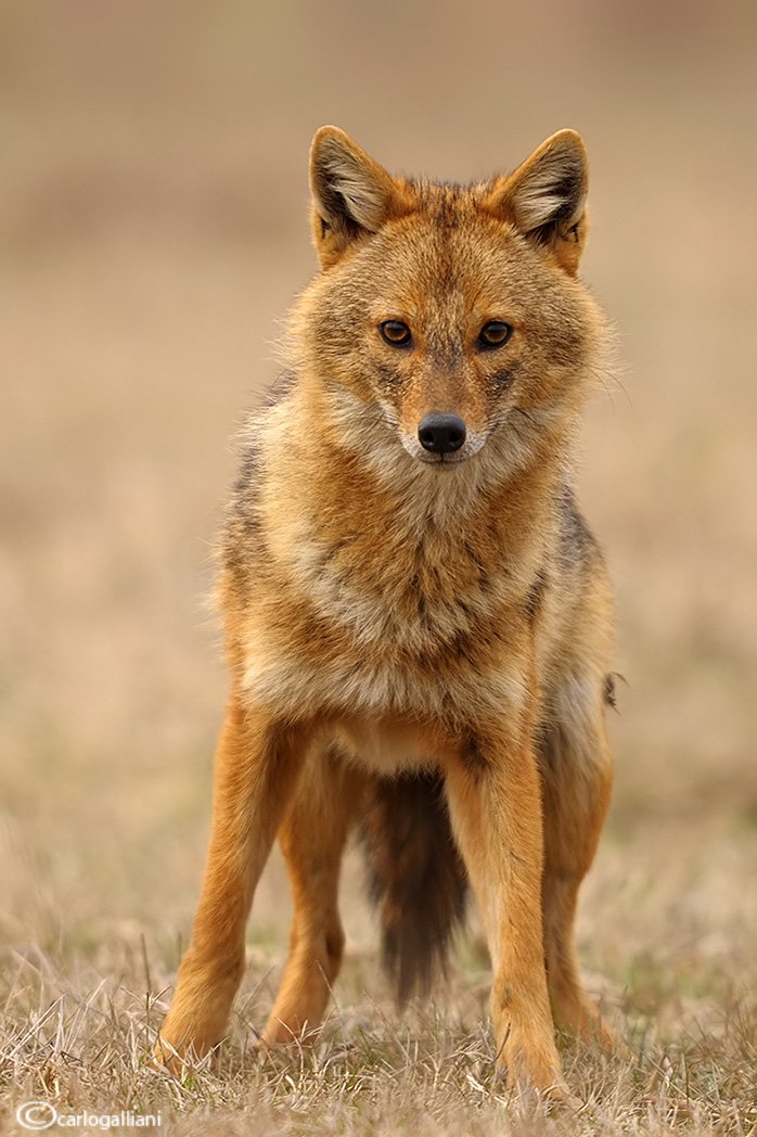 Golden jackal