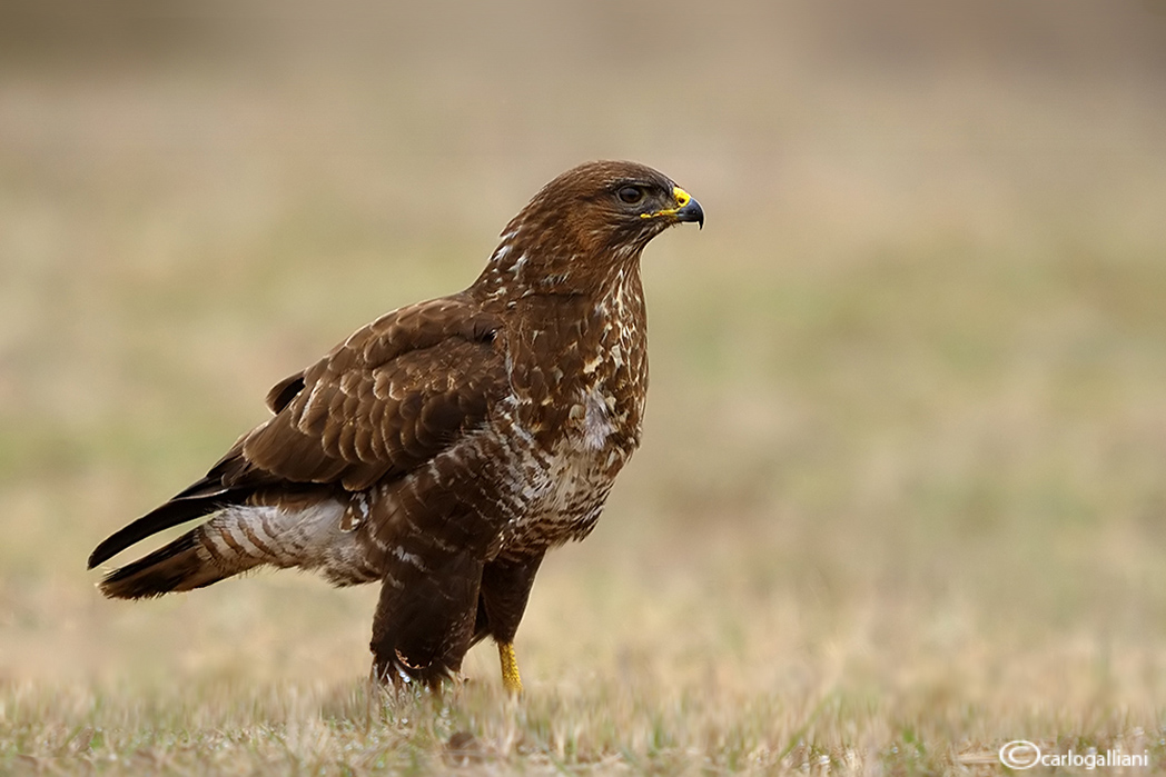 Buzzard