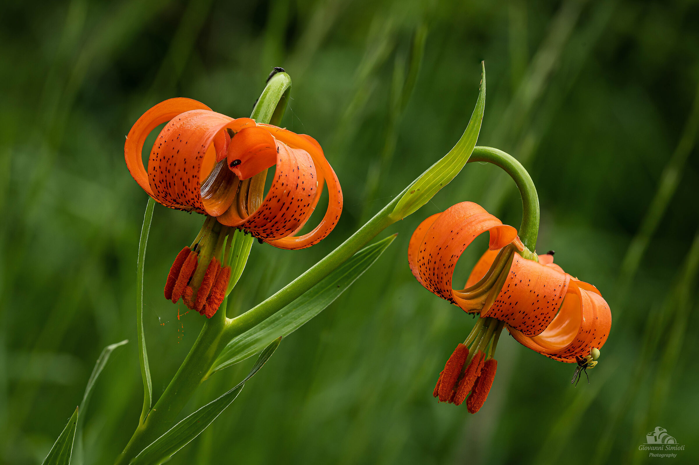Lilium Carniolicum o "giglio della Carnia"