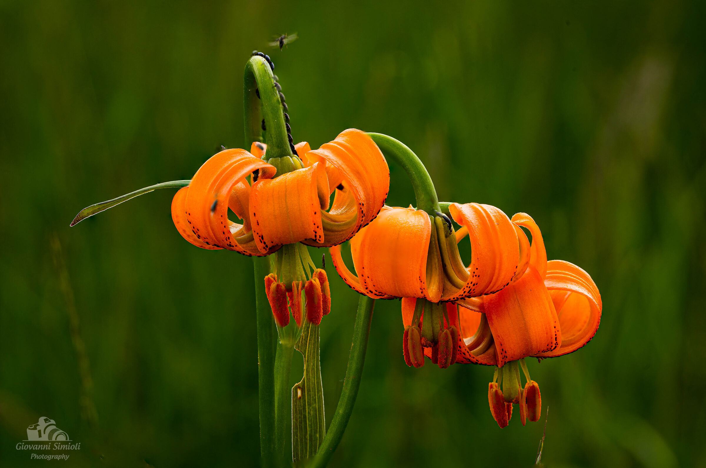 Lilium Carniolicum o "giglio della Carnia"