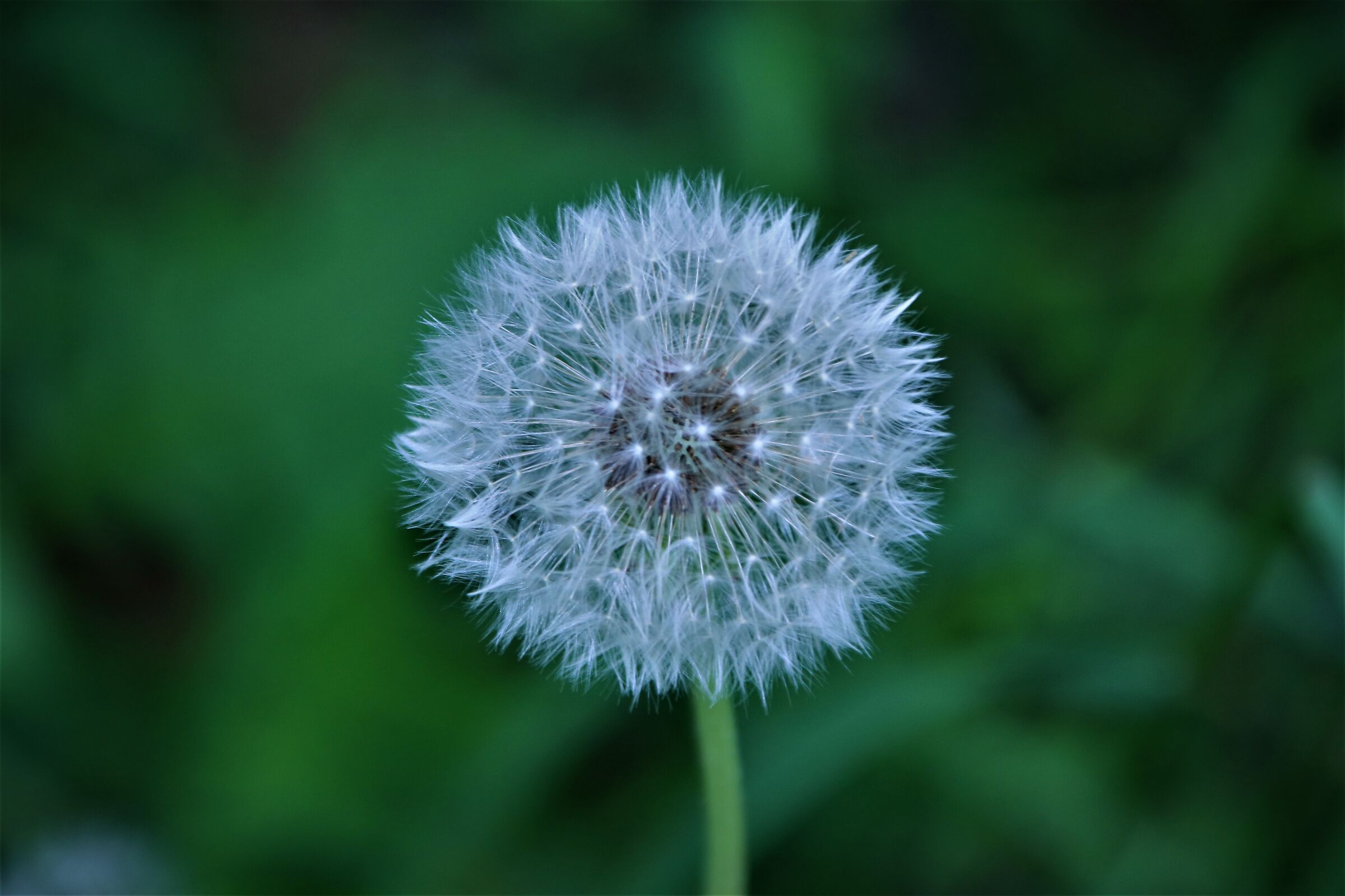 soffione del tarassaco