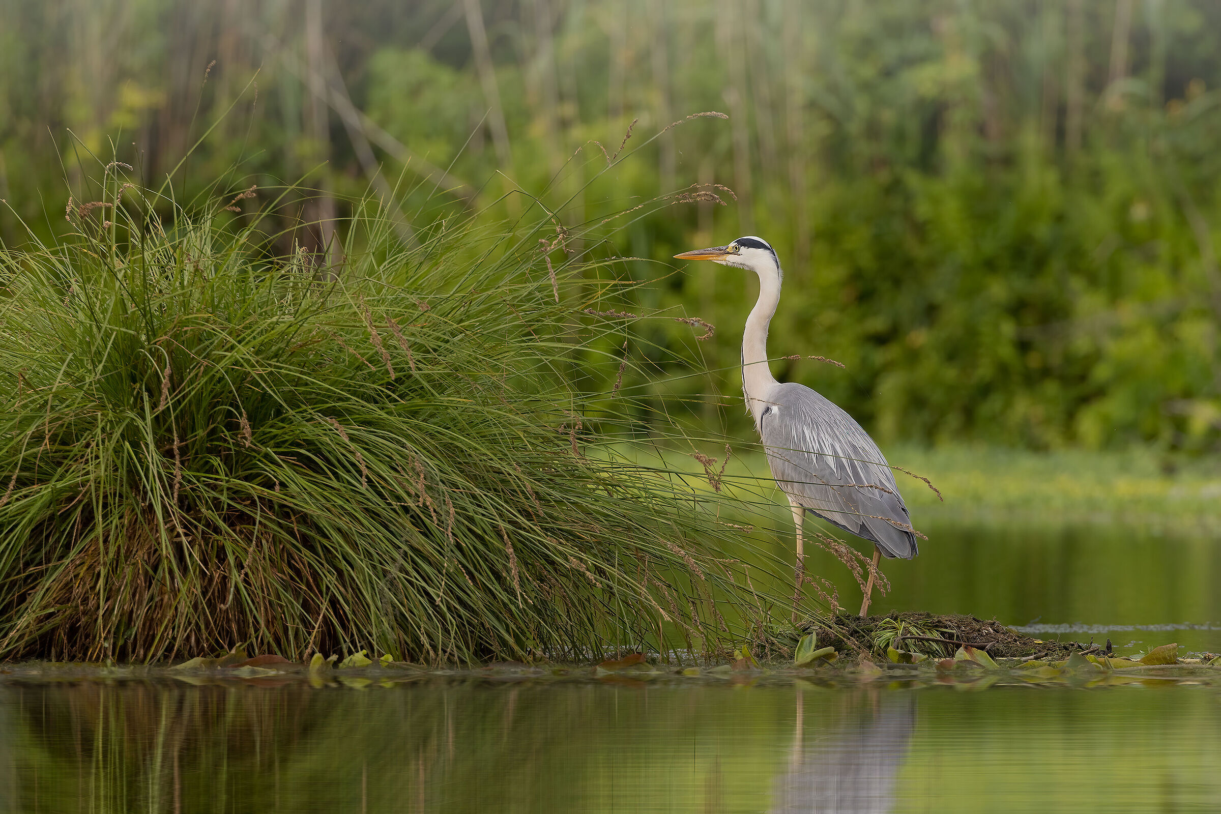 "Cenerino" ambientato nel verde del lago