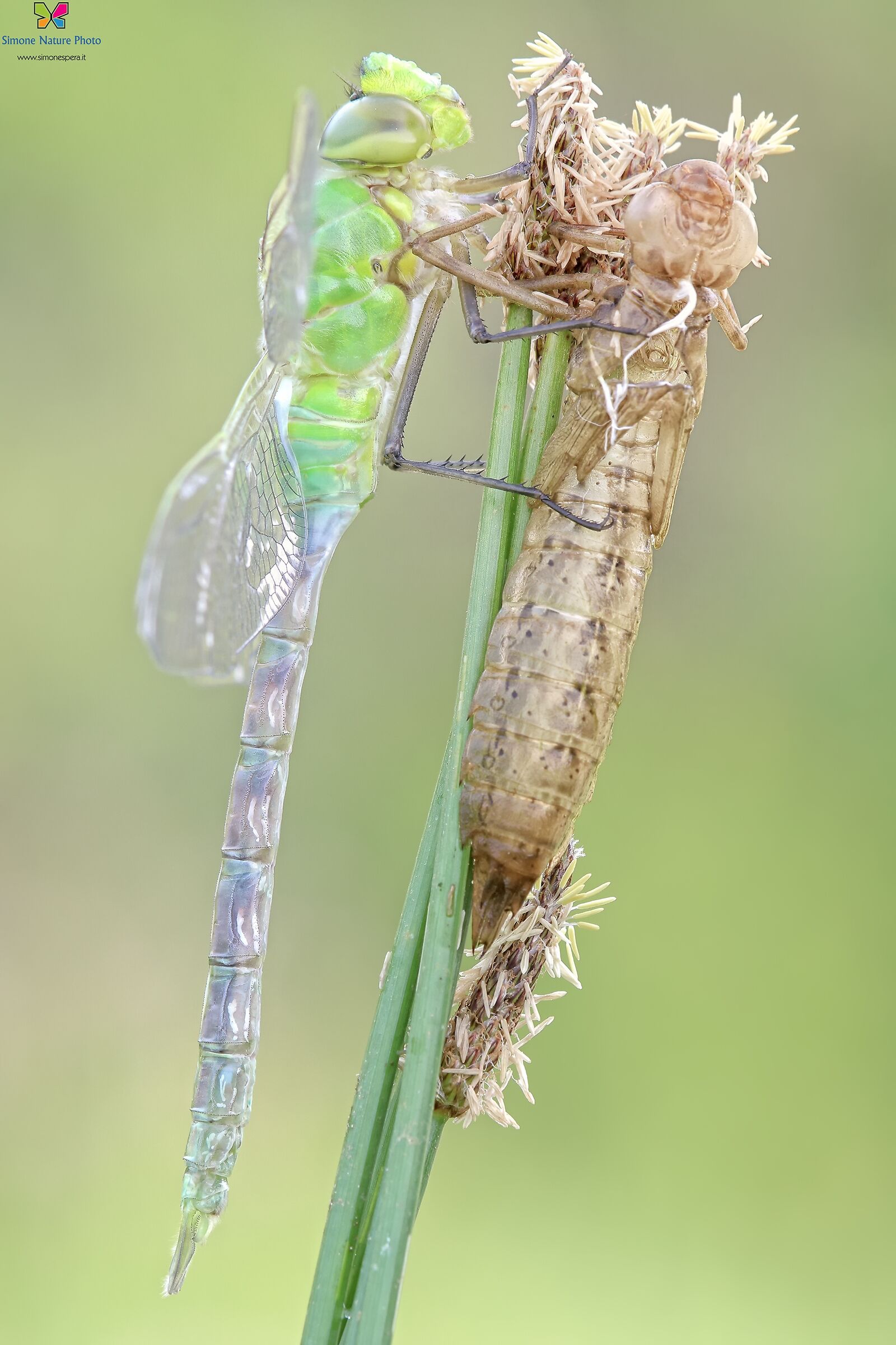 Anax Imperator