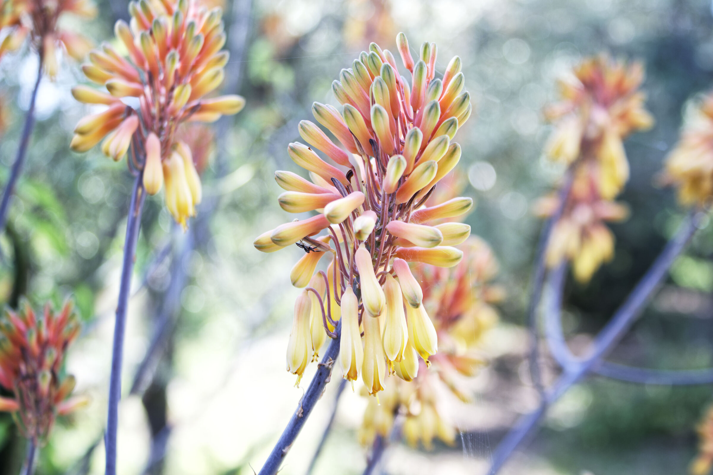 La Primavera è alle porte