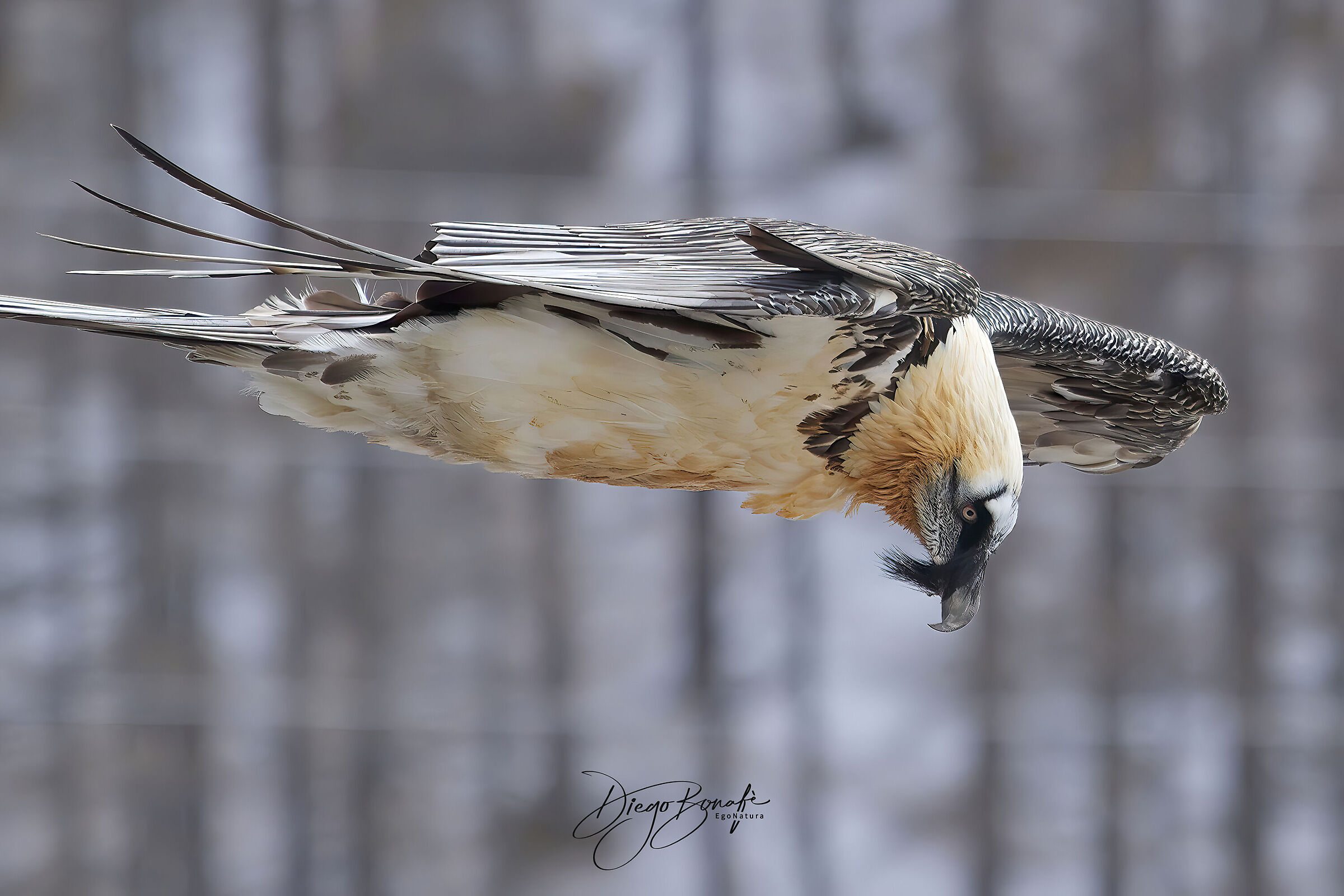 Gipeto adulto - anno 2013 no crop