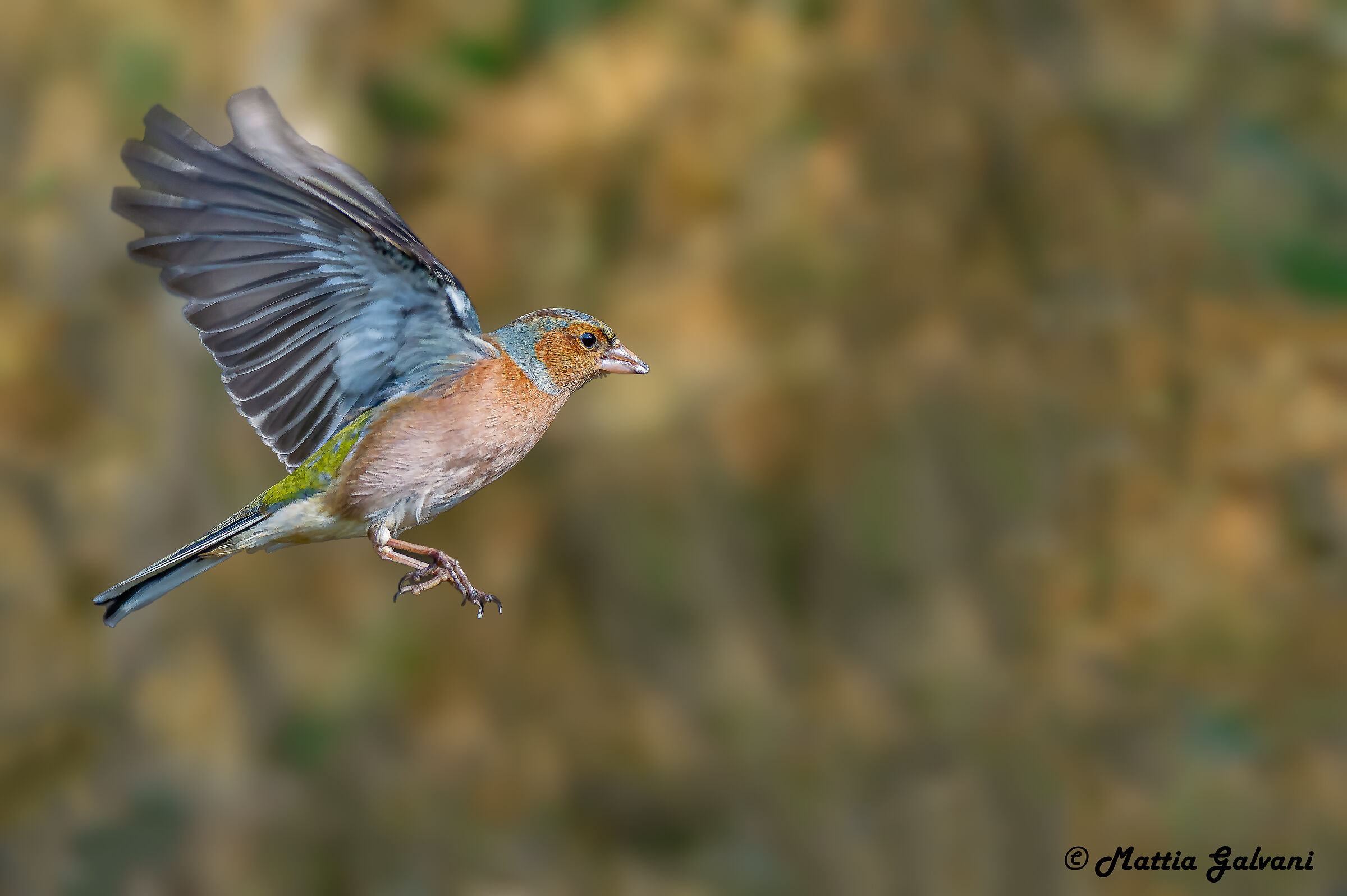 Chaffinch in flight