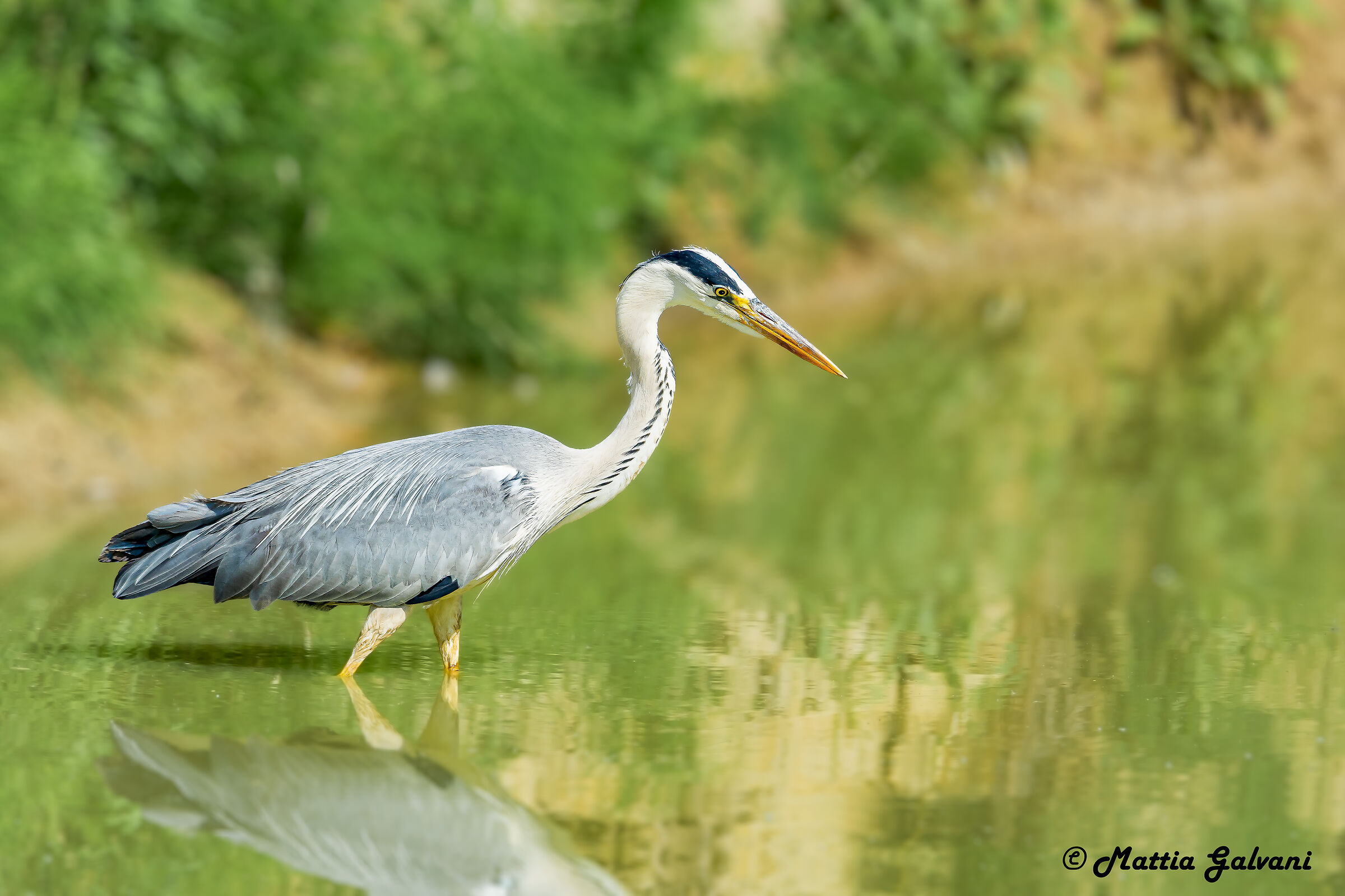 Airone Cenerino in caccia