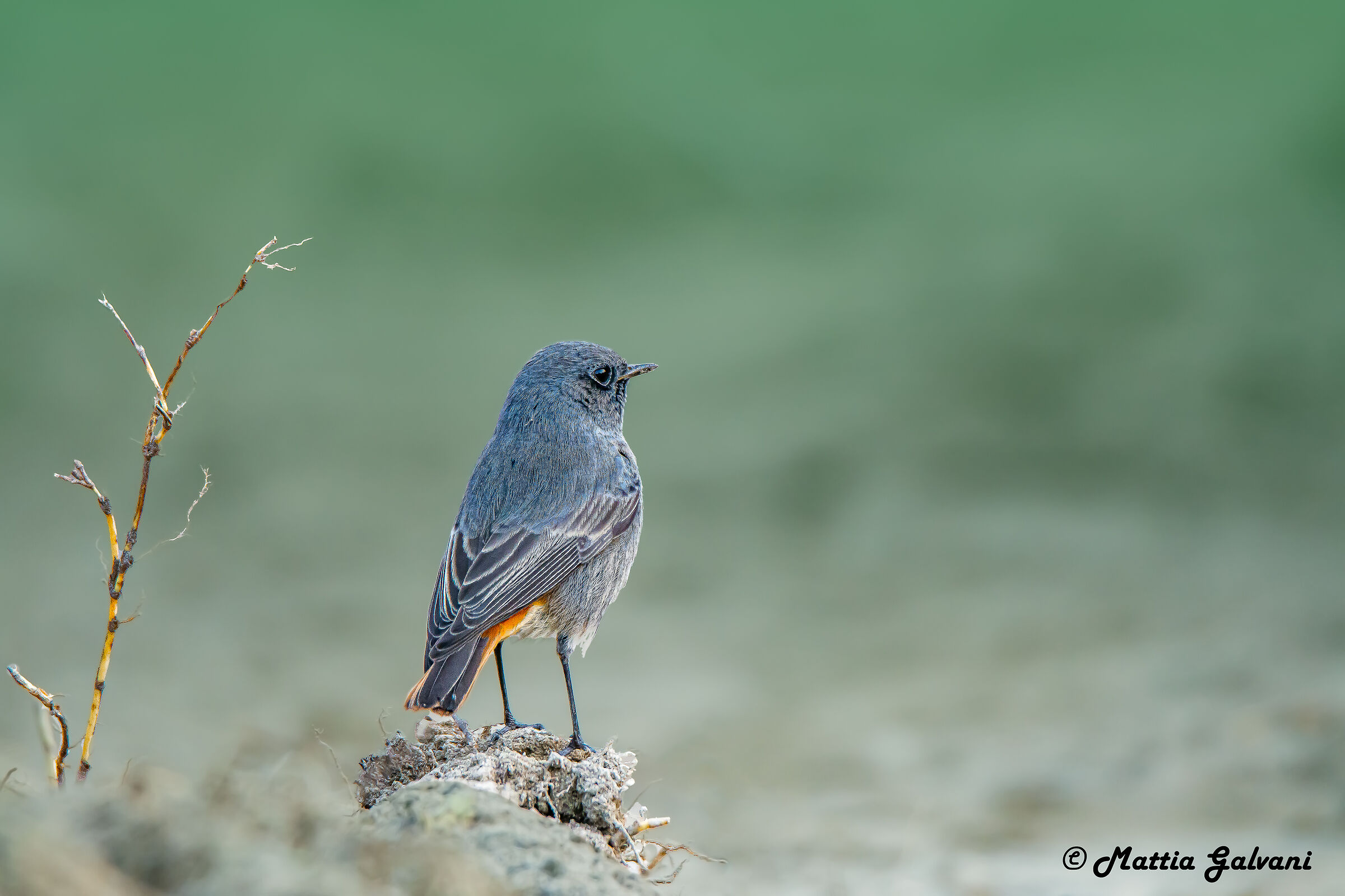 Black redstart