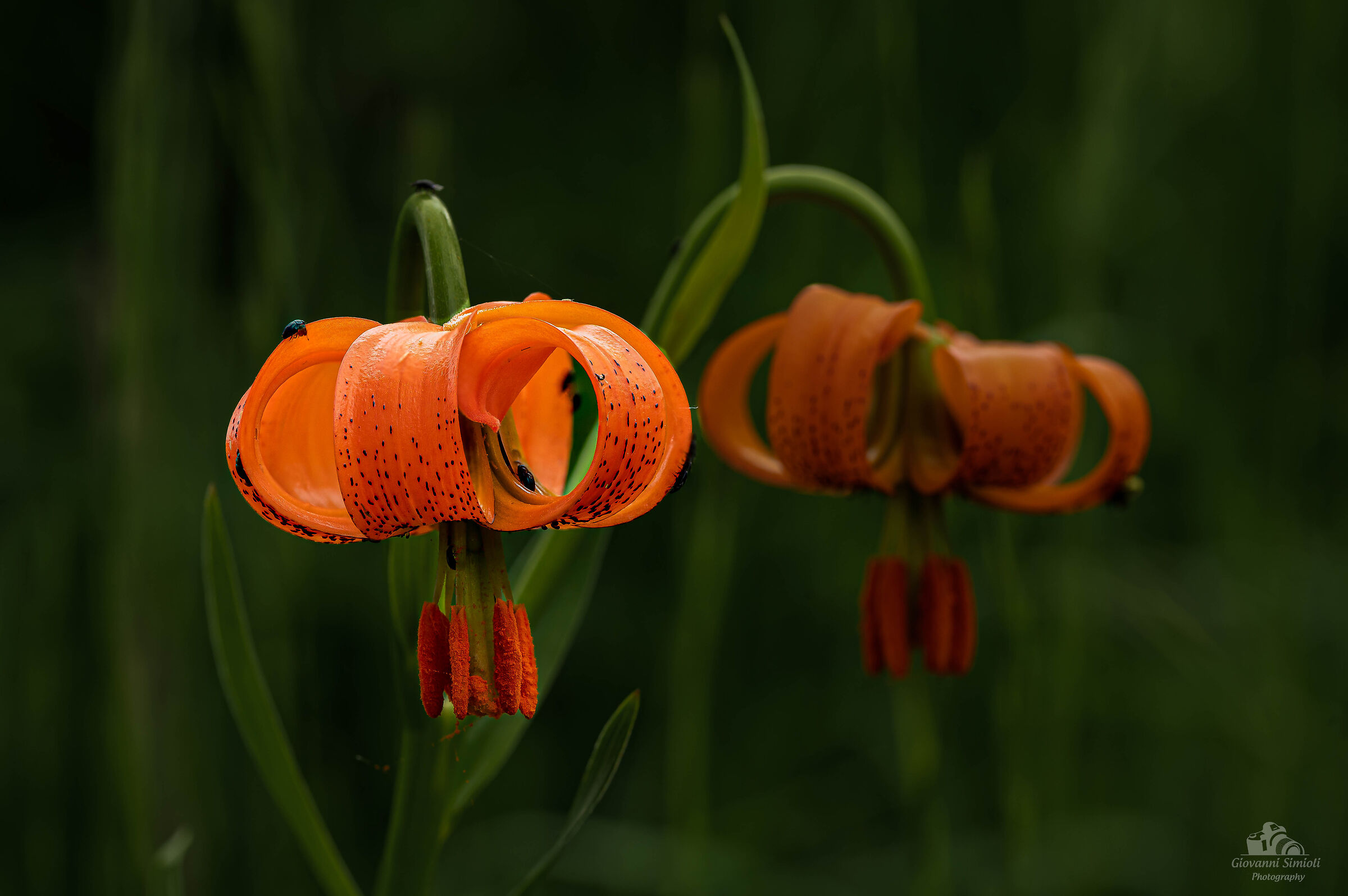 Lilium Carniolicum o "giglio della Carnia"