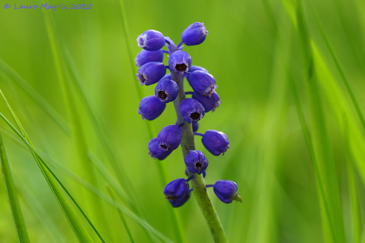 Muscari ignorato