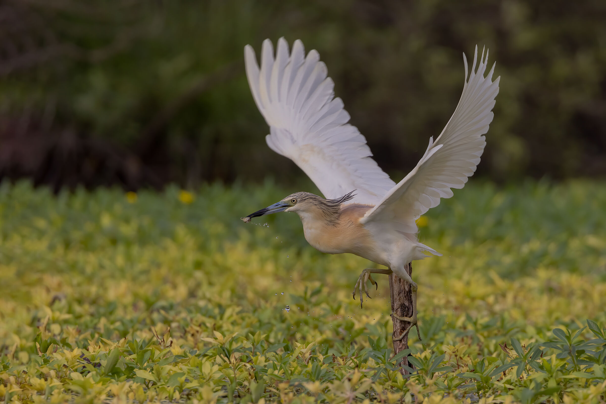 Sgarza ciuffetto con piccola preda