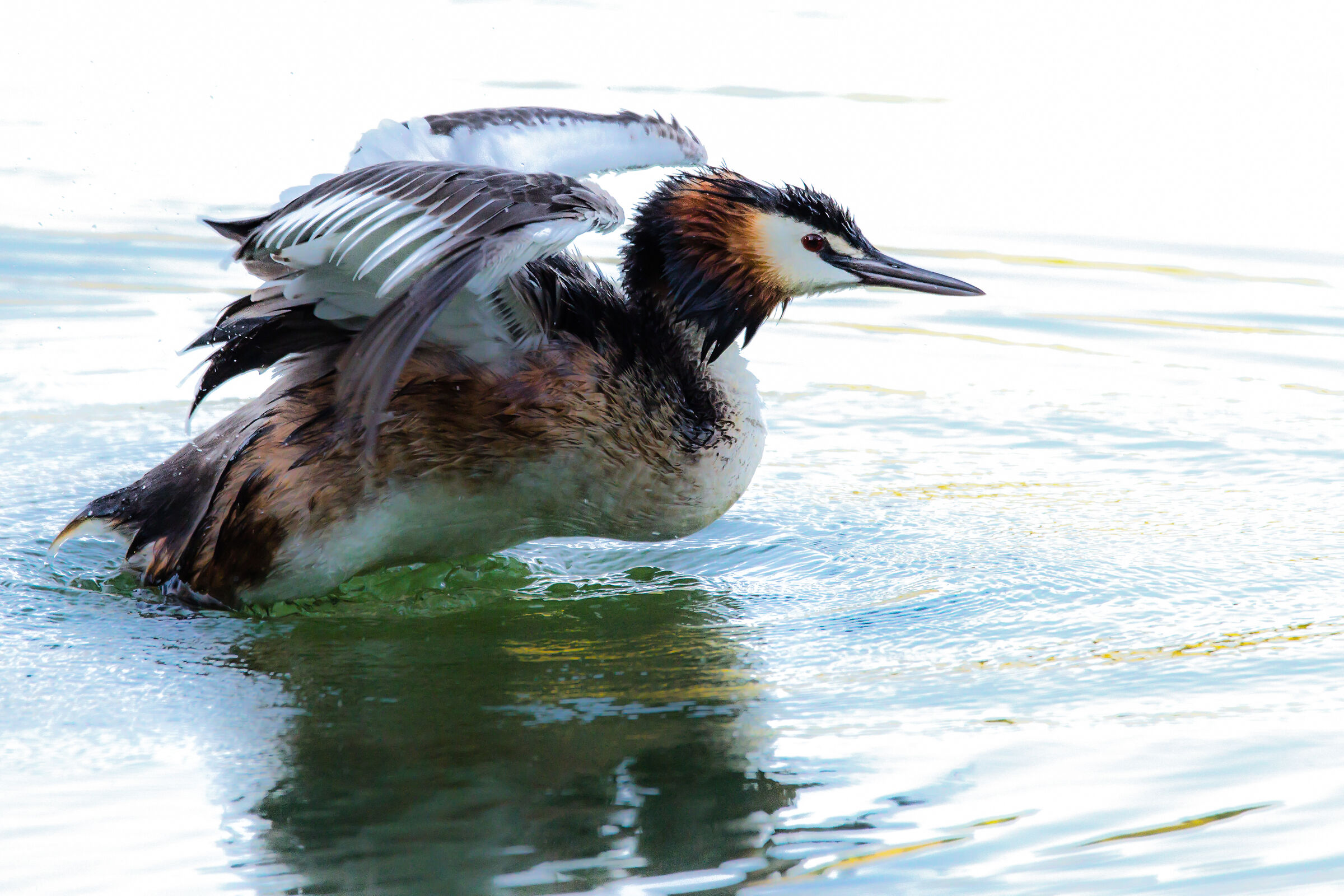 Grebe