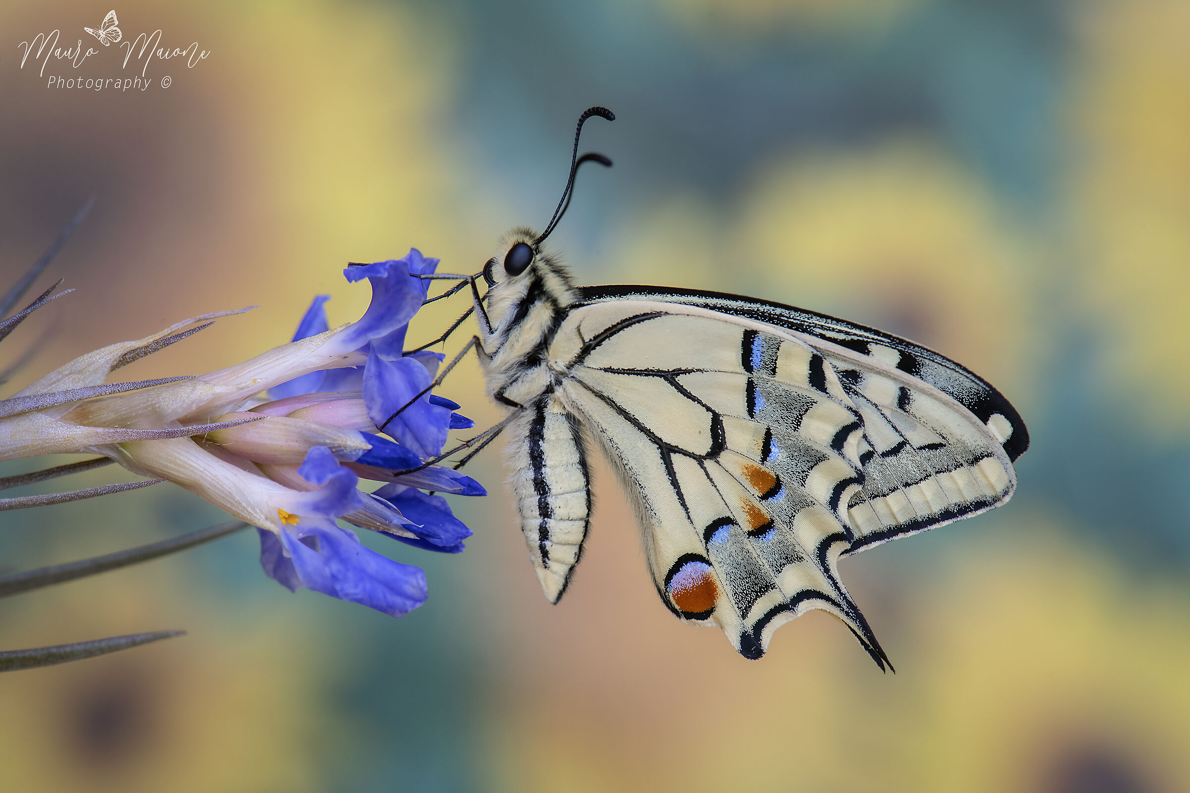 il macaone e i girasoli