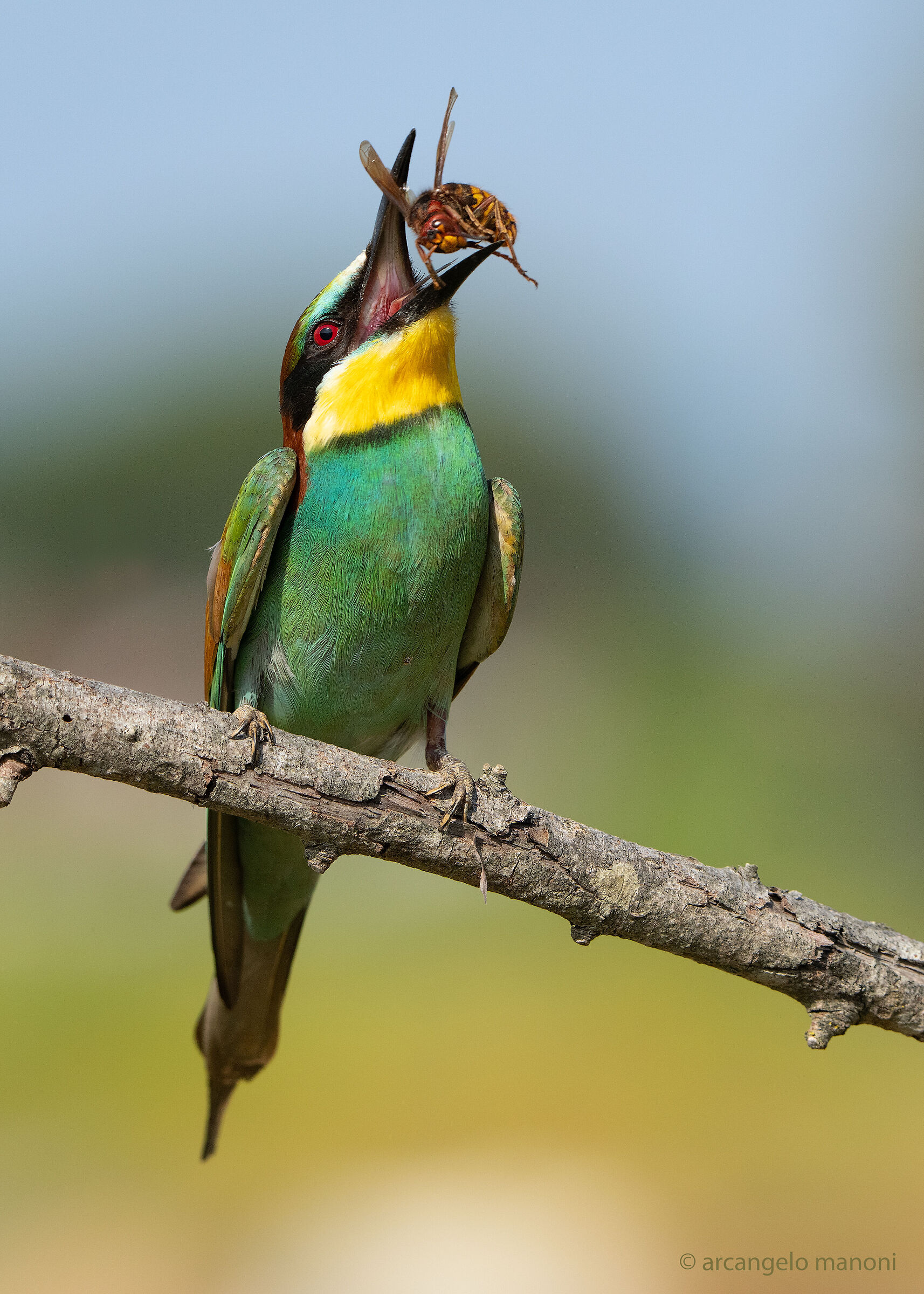 Dribbling the hornet