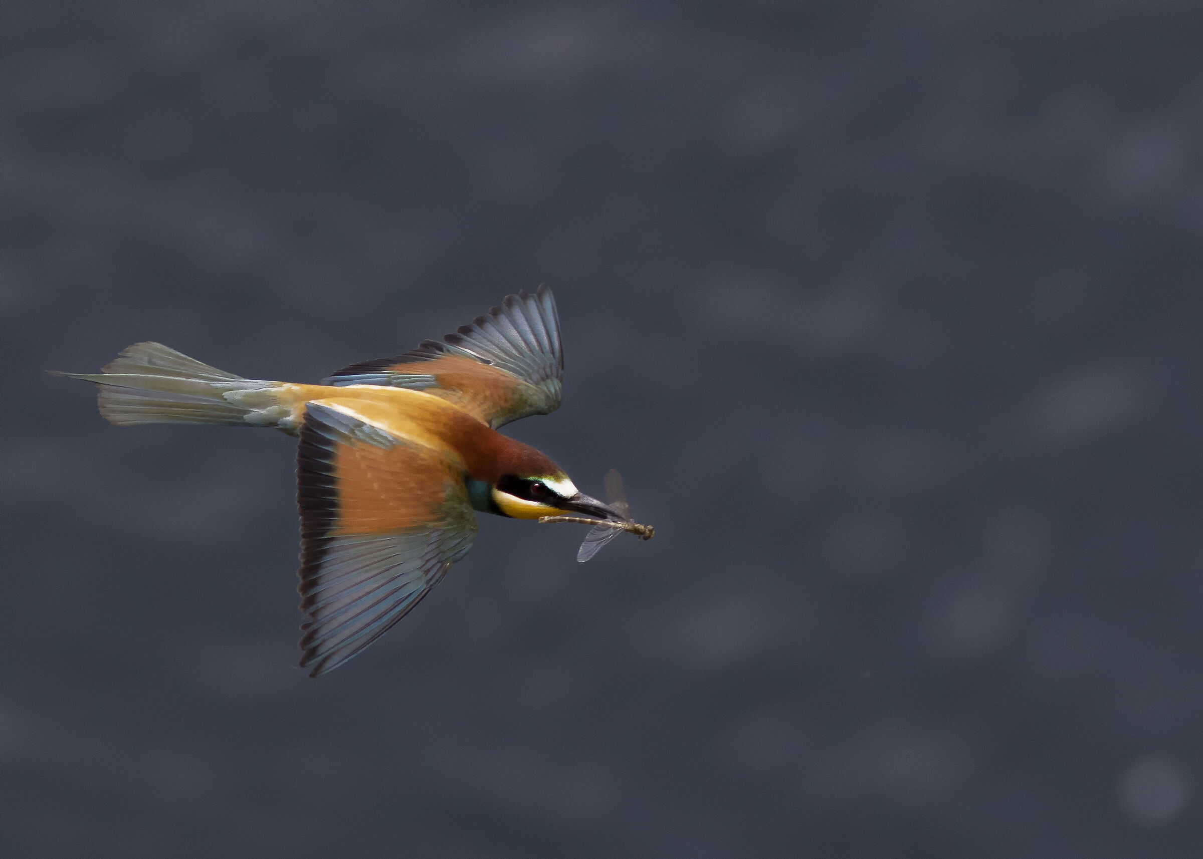 bee-eater