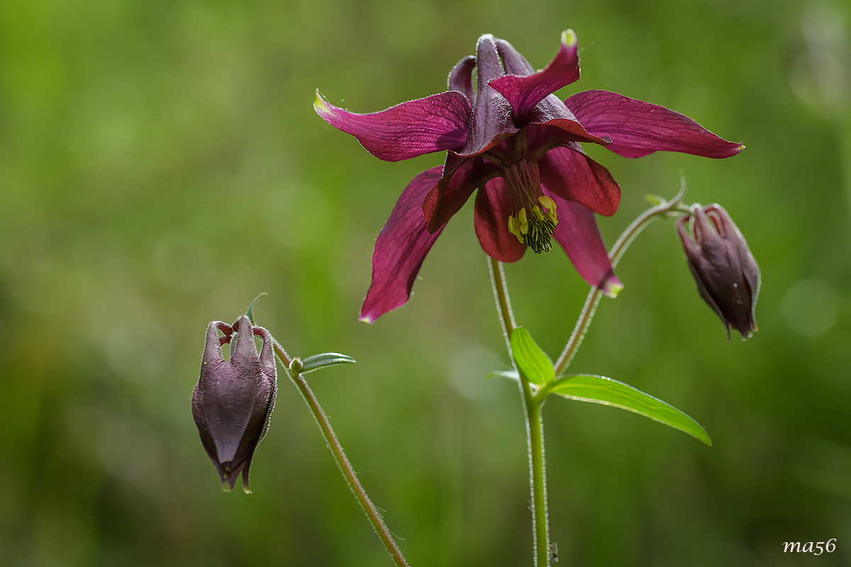 Aquilegia scura