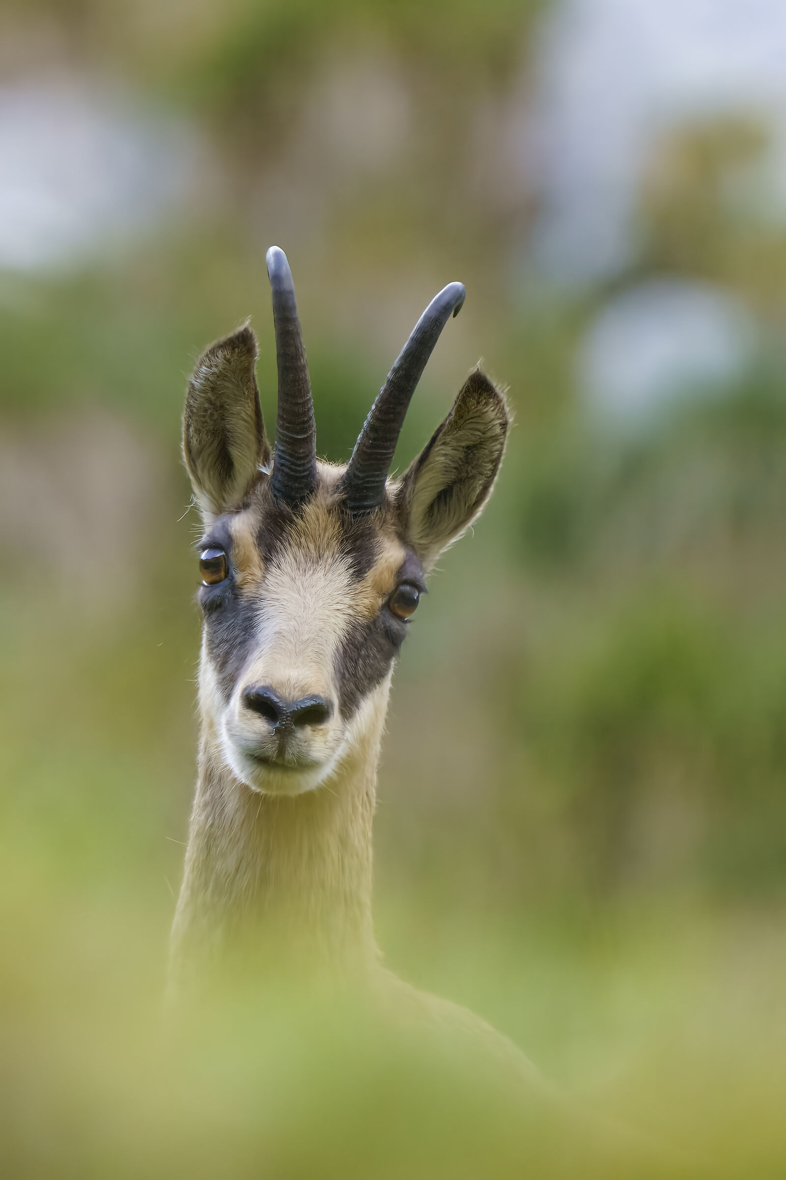 Curious chamois