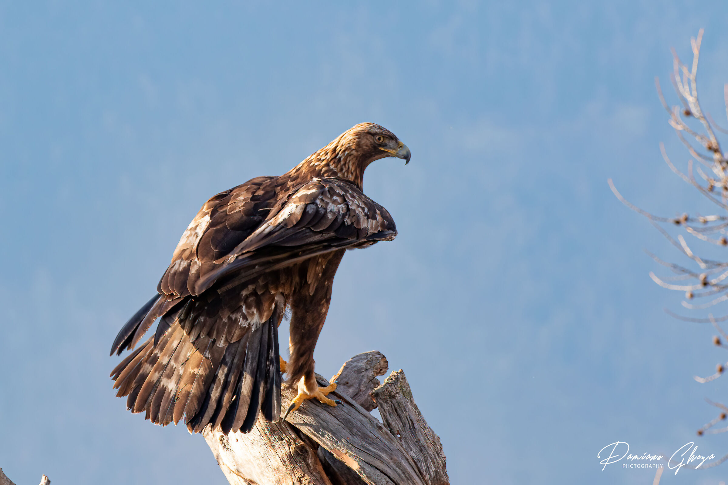 Aquila reale