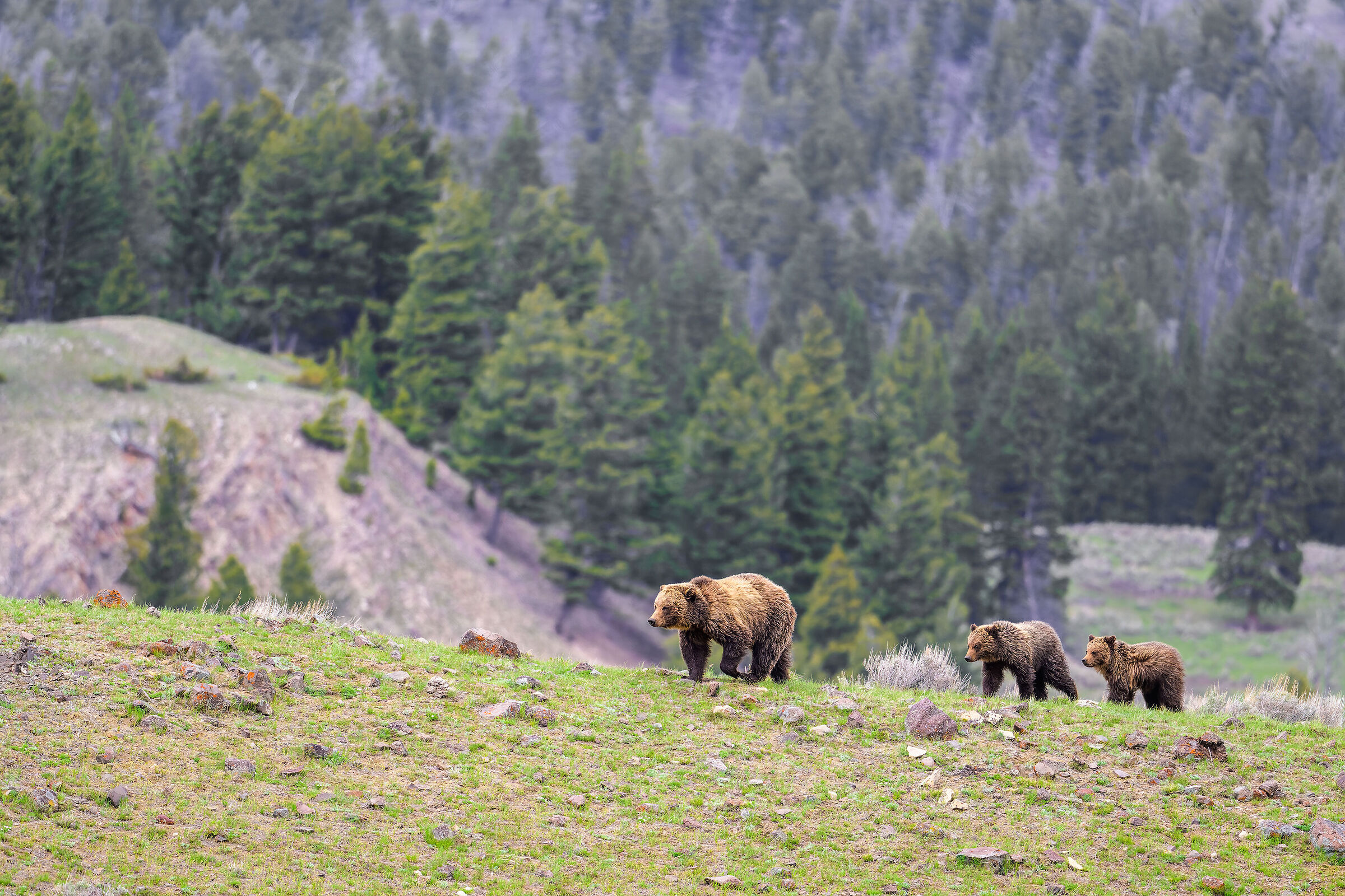 Grizzly bears family
