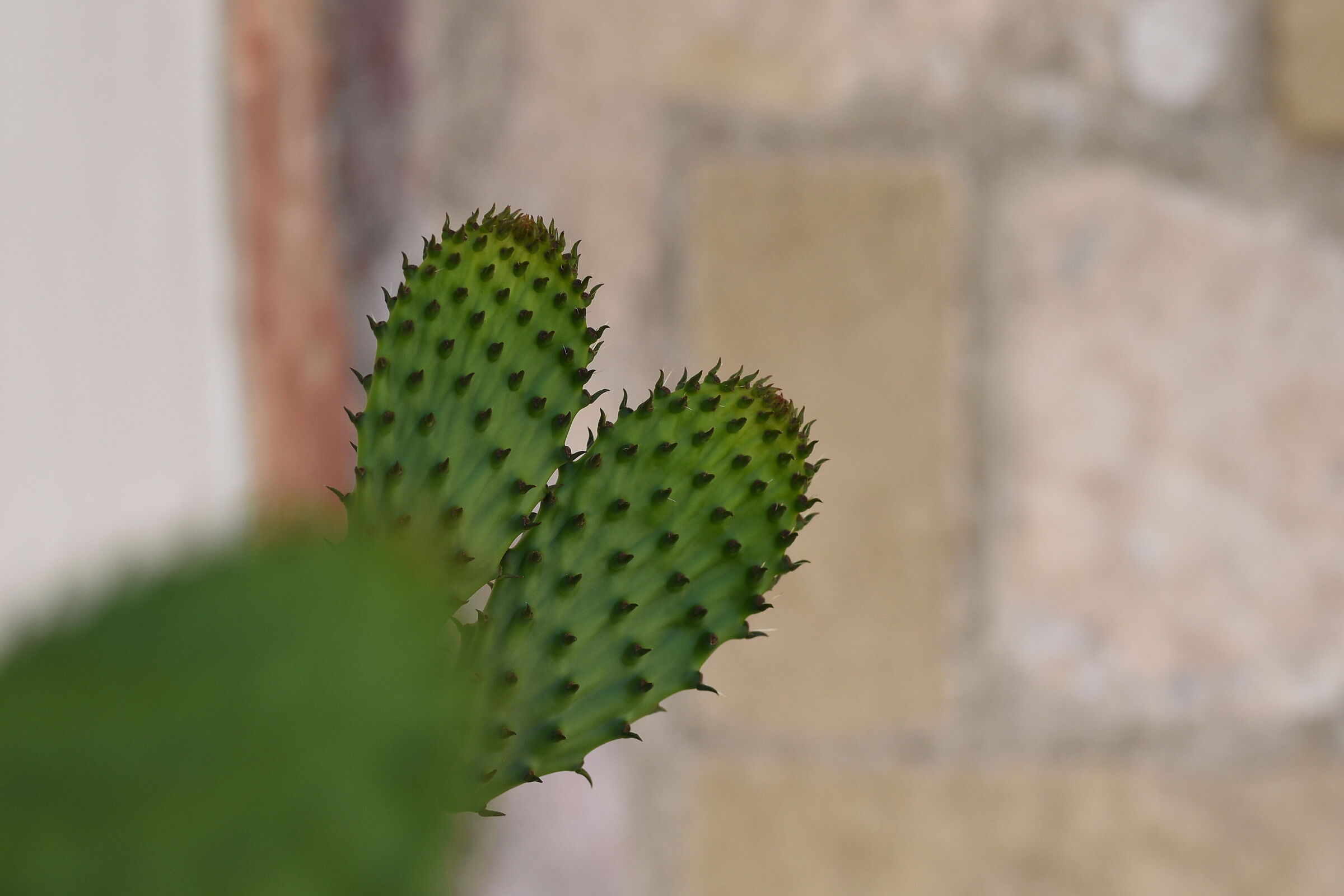 Sigma 85, 1.4 Art- 1/ 4.0 0 0, F. 2.8, ISO 500