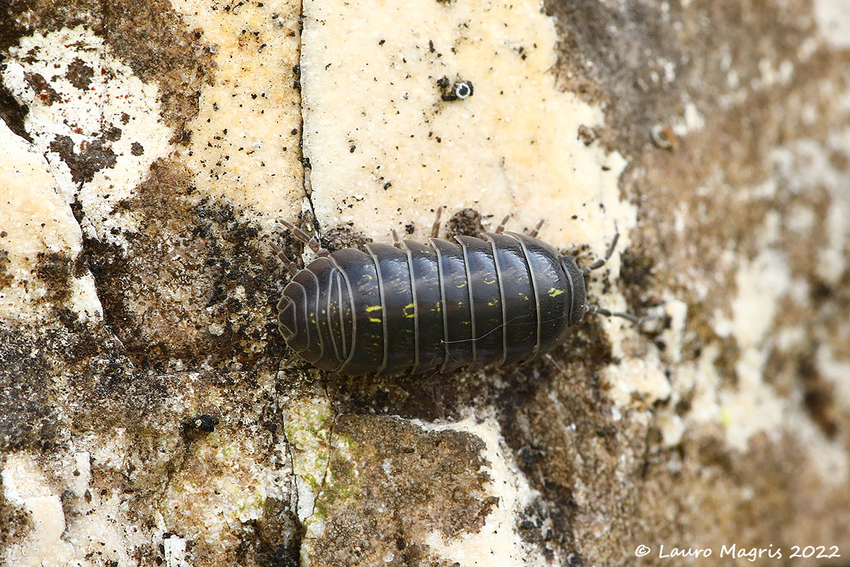 Vulgar armadillium