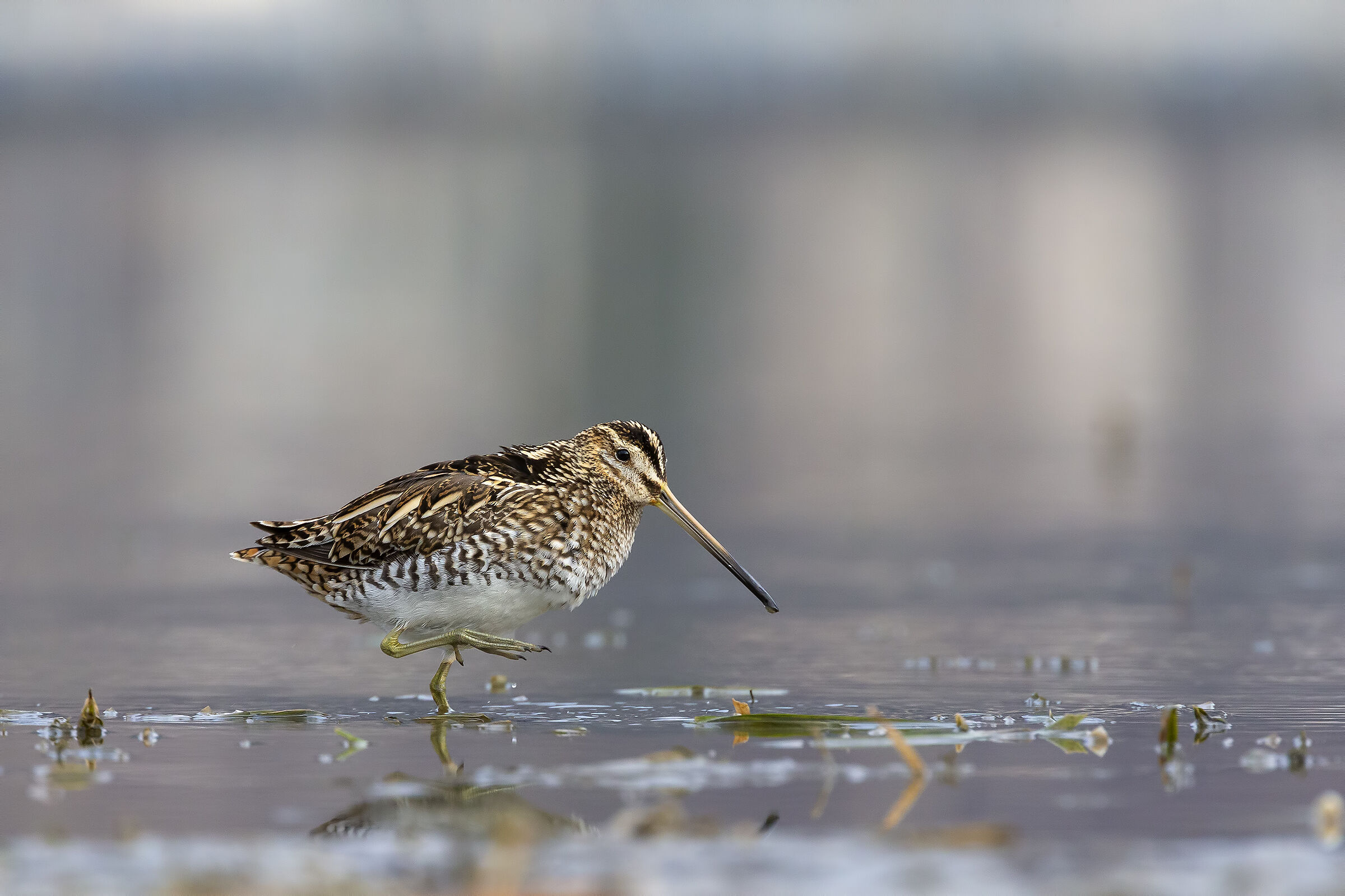 Snipe