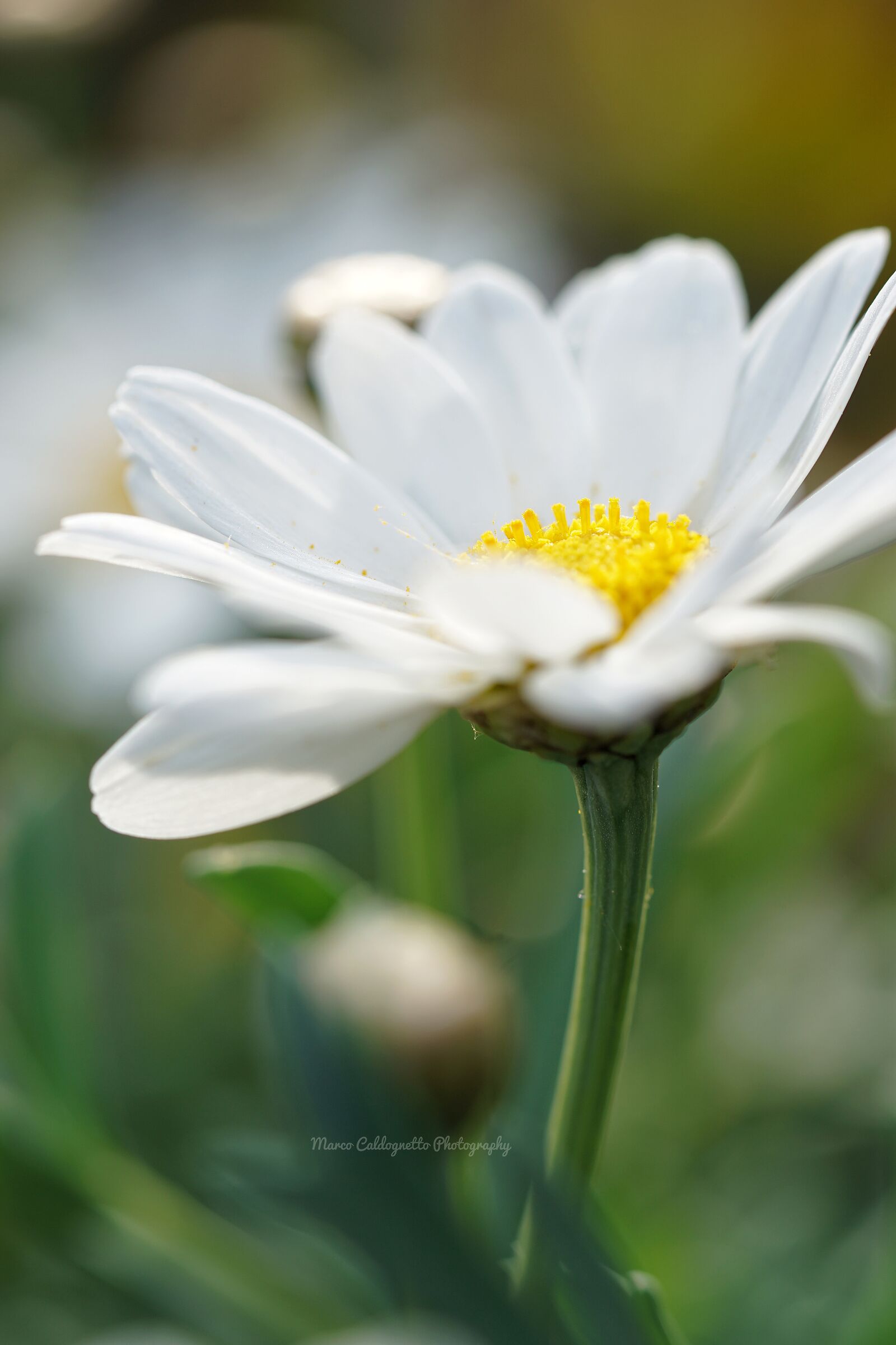 La semplicità nelle piccole cose