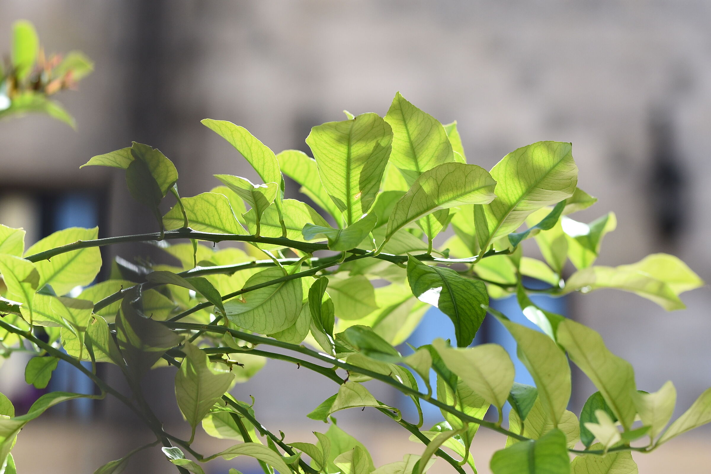 Sigma 85, 1.4 Art- 1/ 4.0 0 0, F. 2.8, ISO 500