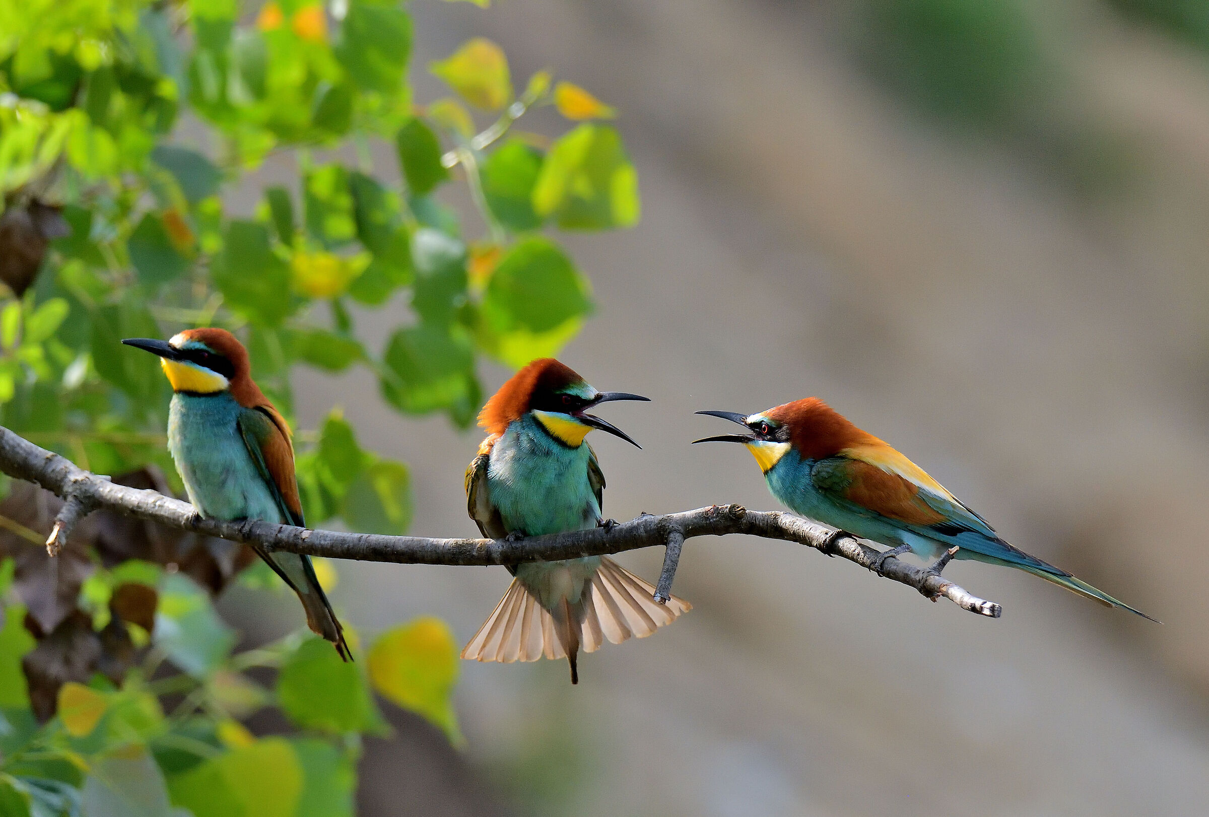 tra i due litiganti....---- gruccioni