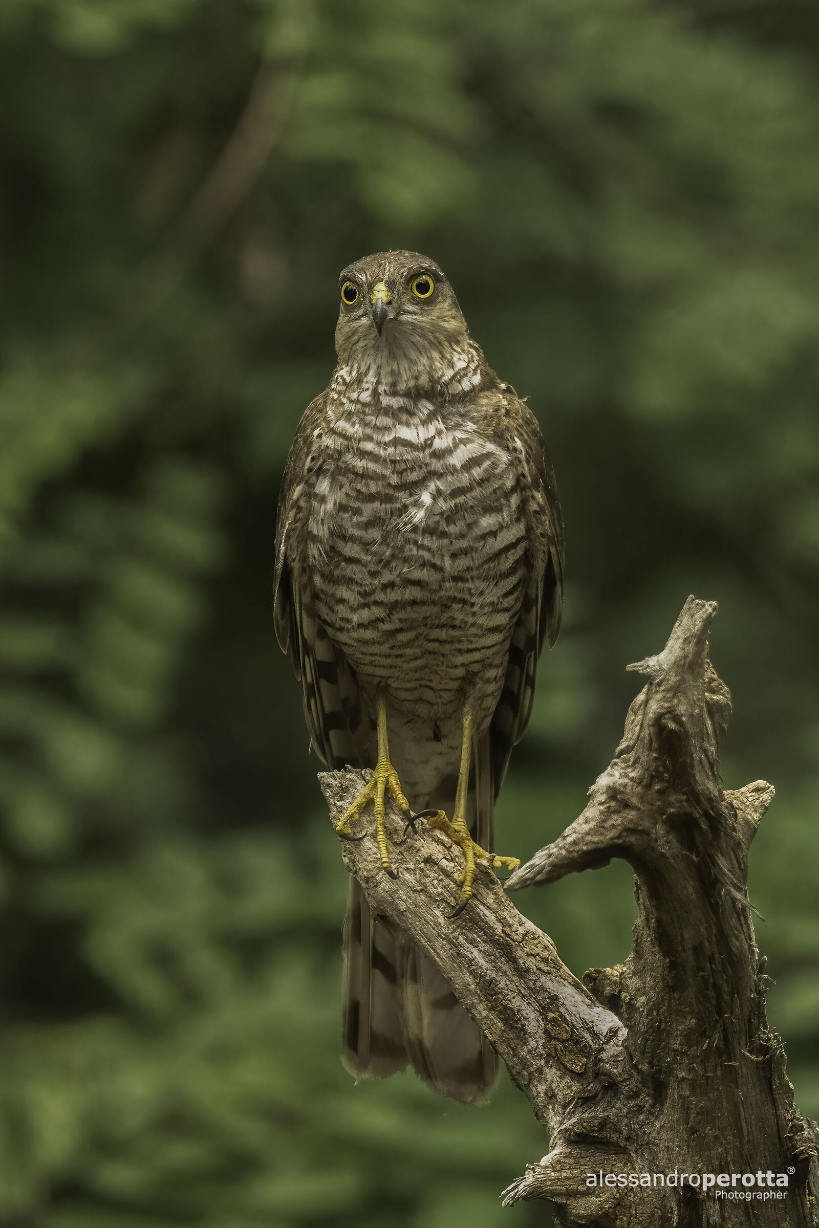 Accipiter nisus