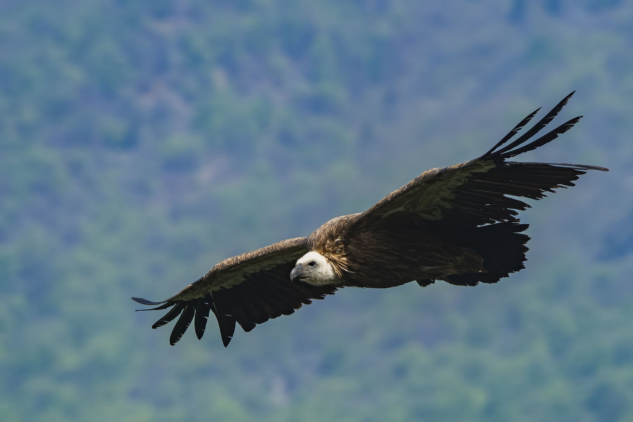 Griffon in flight
