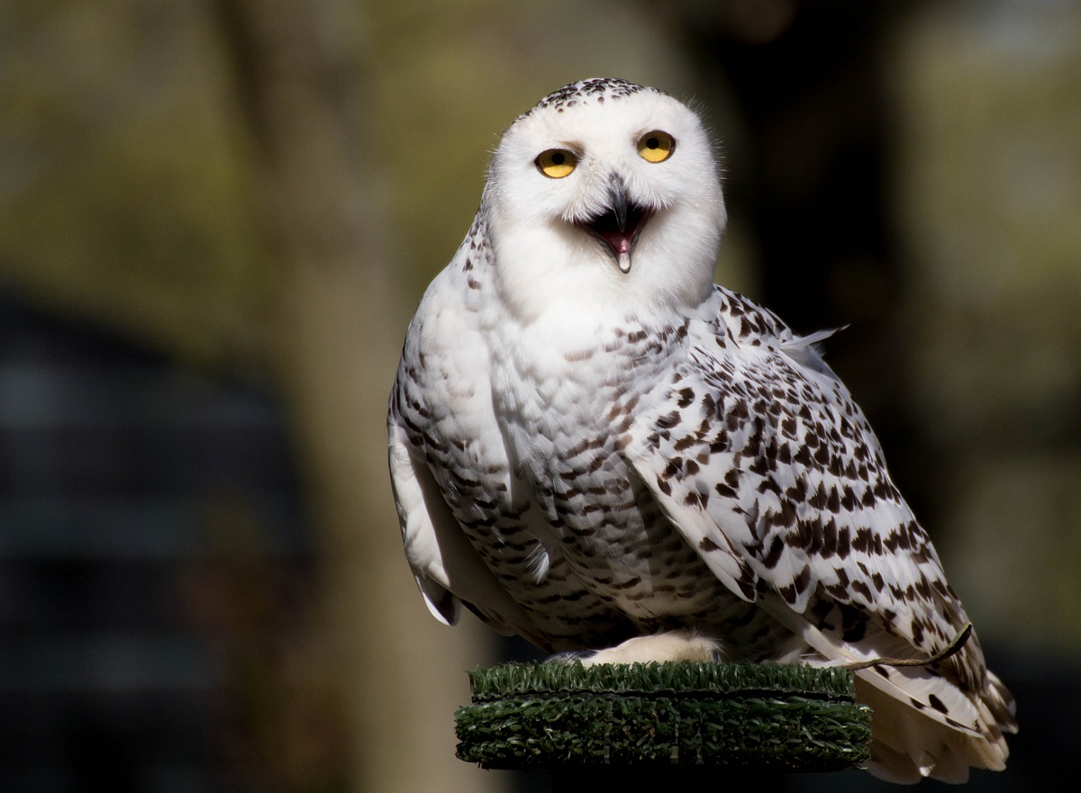 White Owl of the Snow