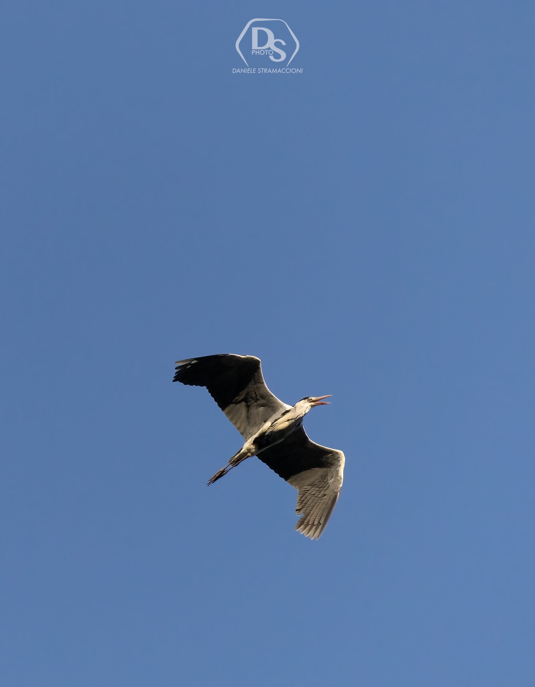 Grey heron