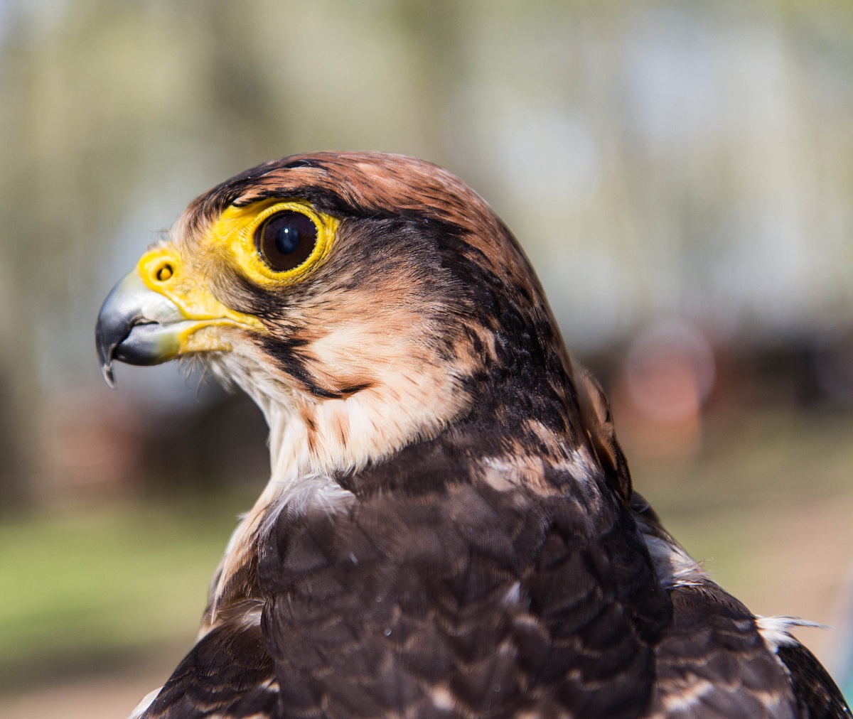 Falco "American Kestrel"