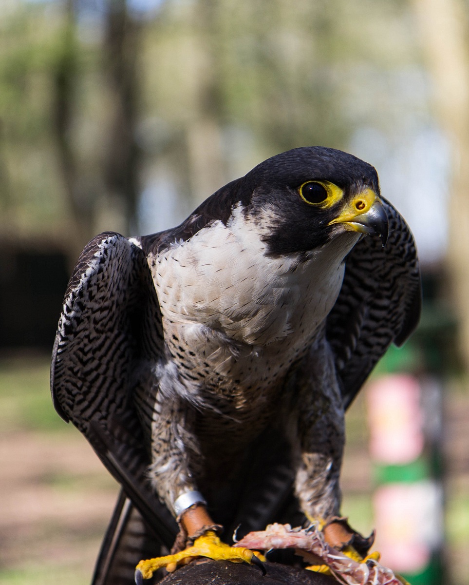 Peregrine Falcon