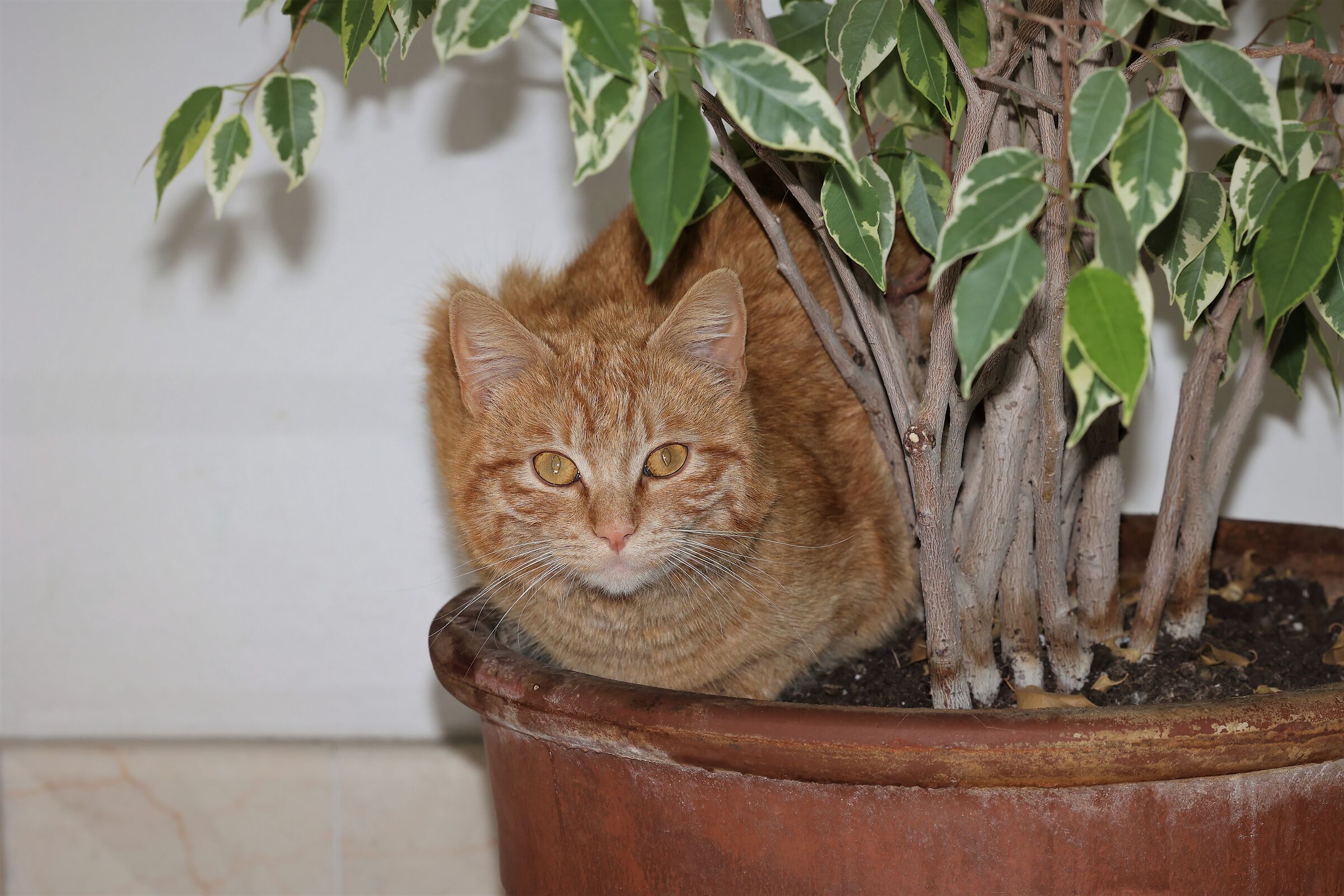 Il nostro gatto