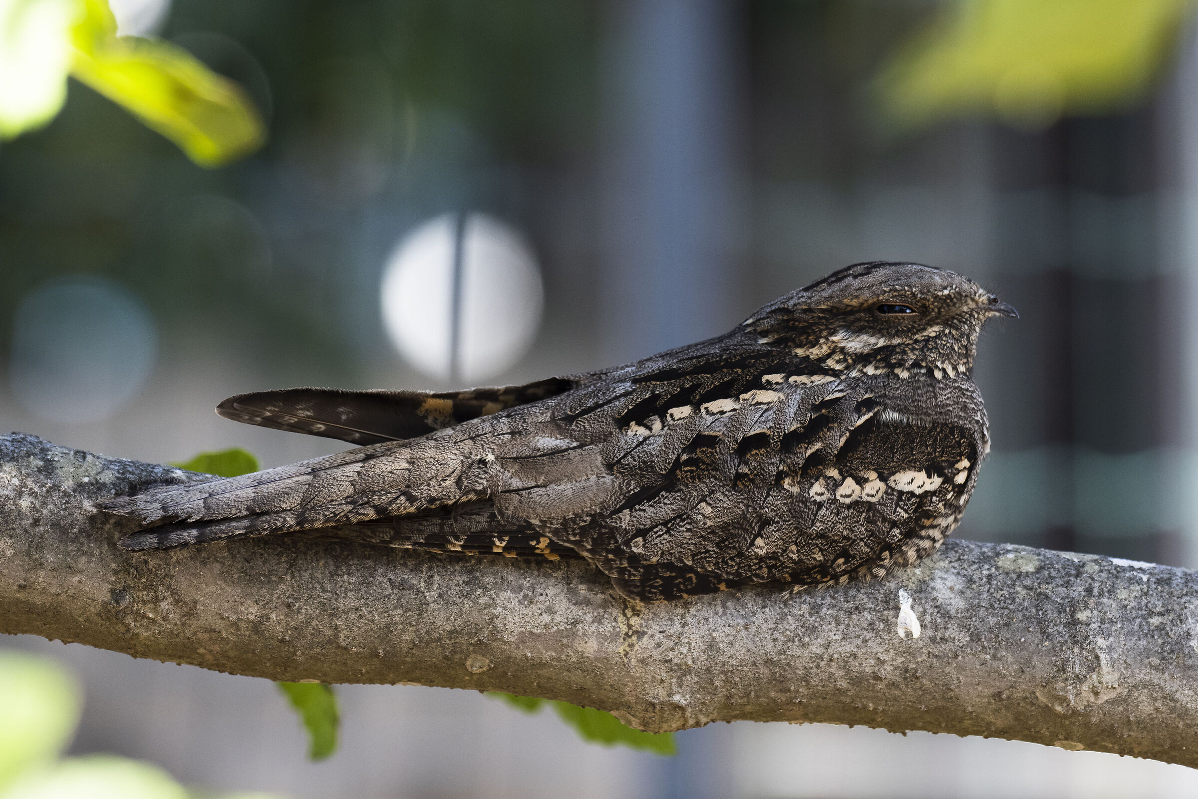 Nightjar at rest
