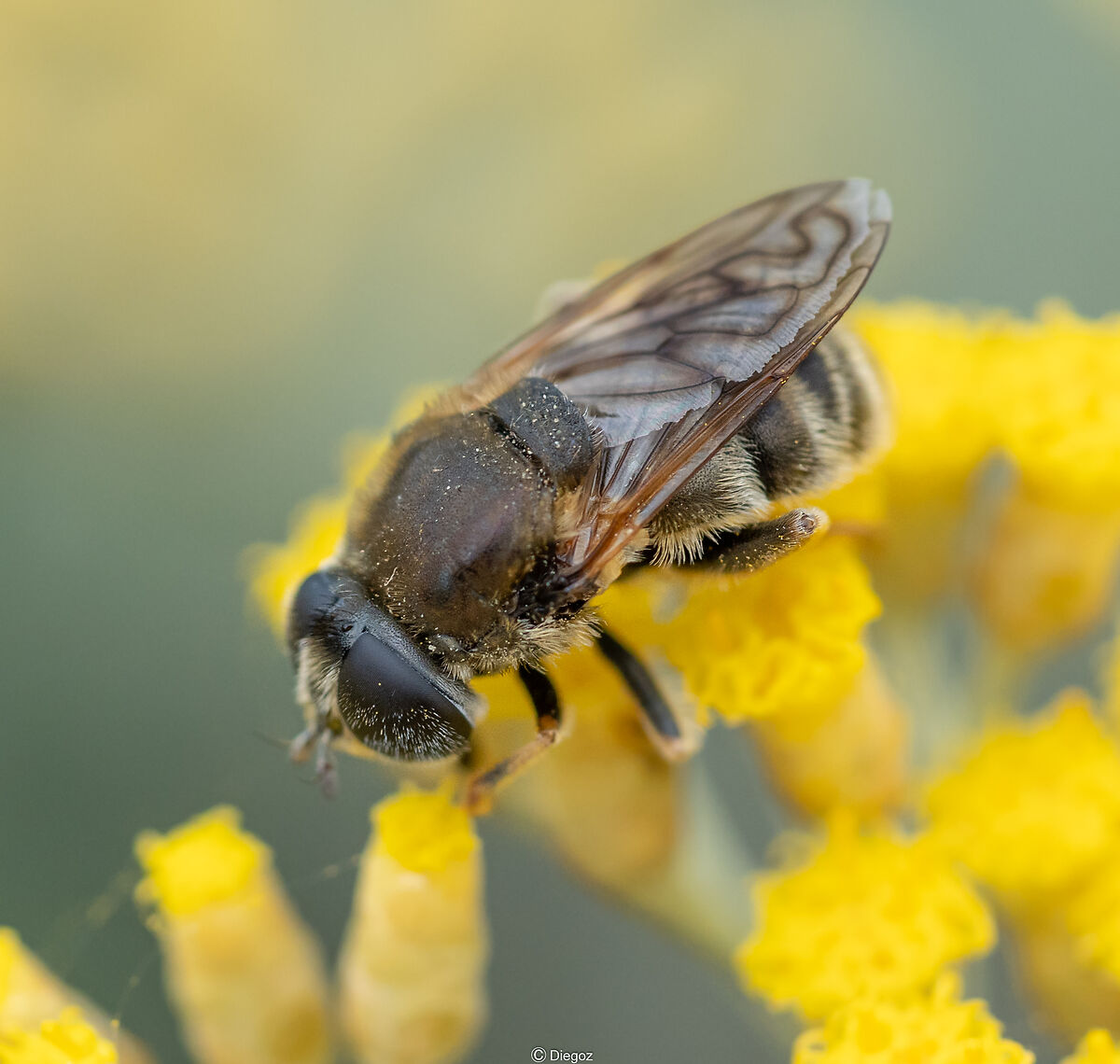 by trade.... I make the bee