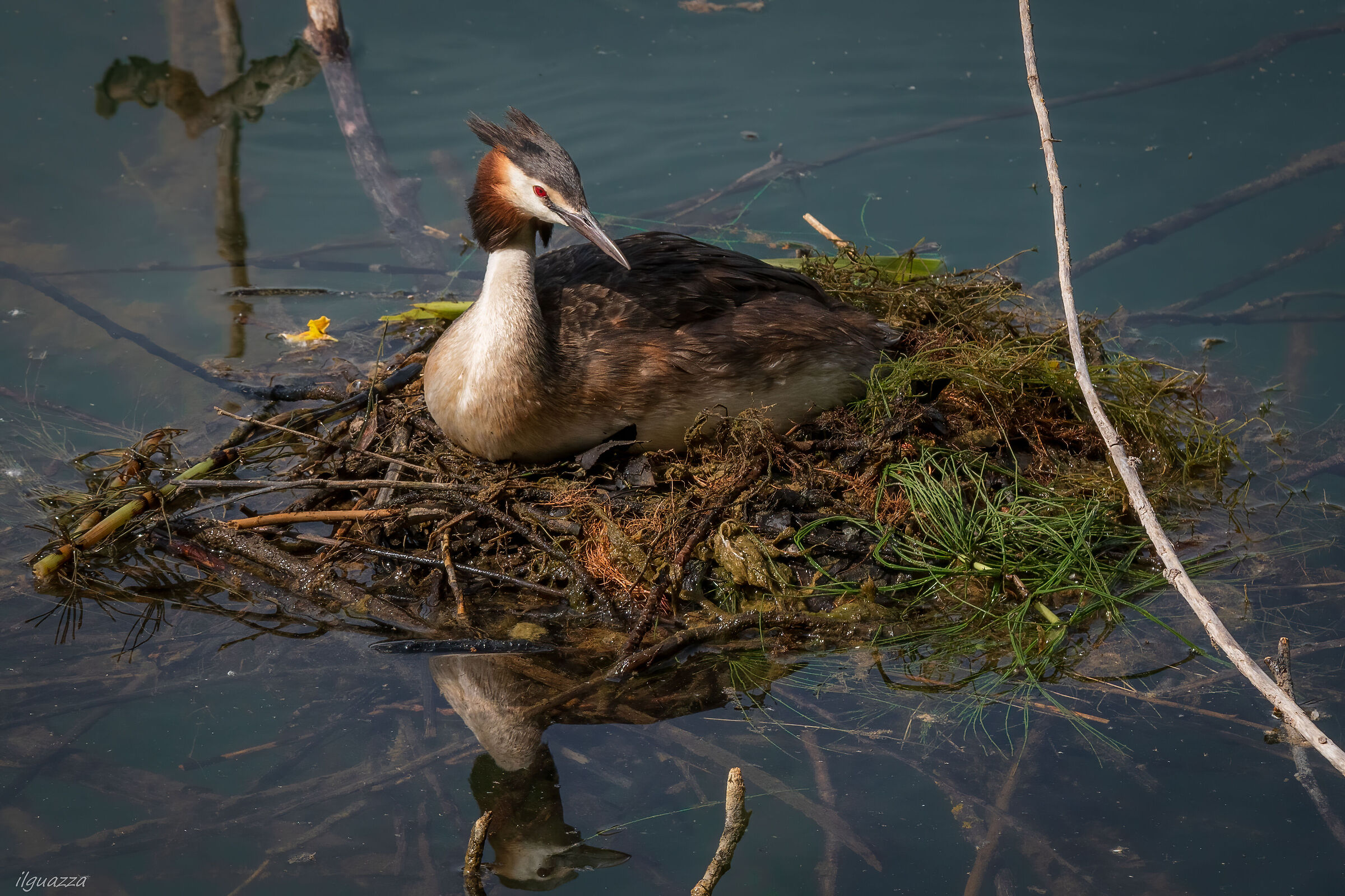 Great grebe at the nest