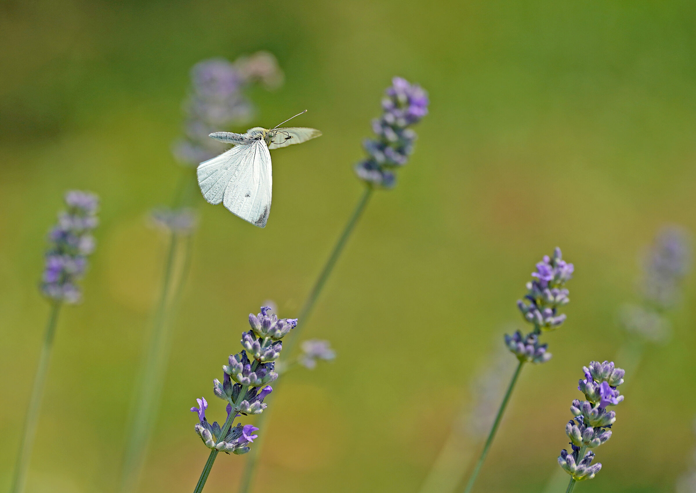 in flight