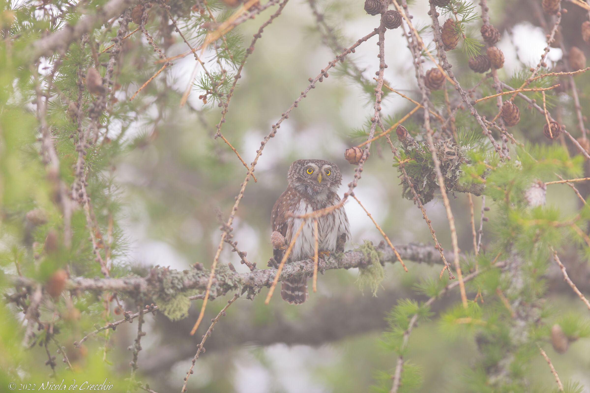 La nana nella nebbia