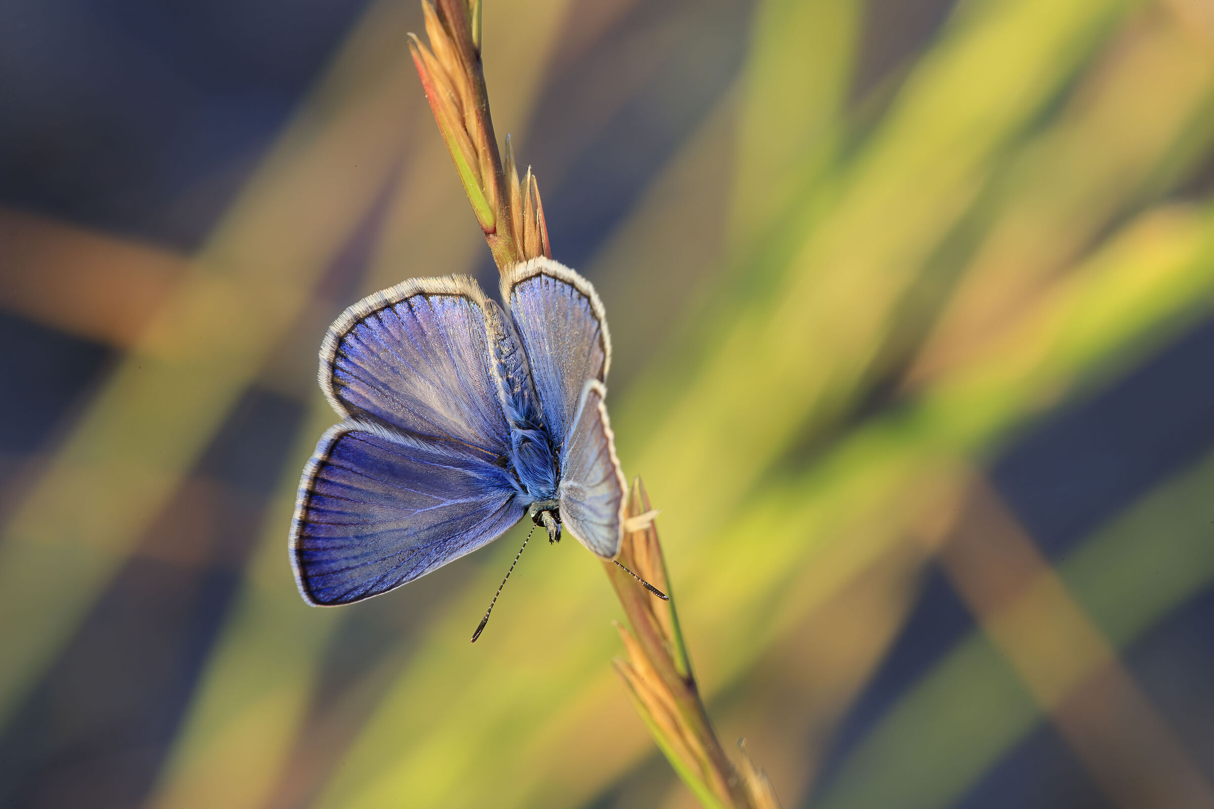 Flower or butterfly?