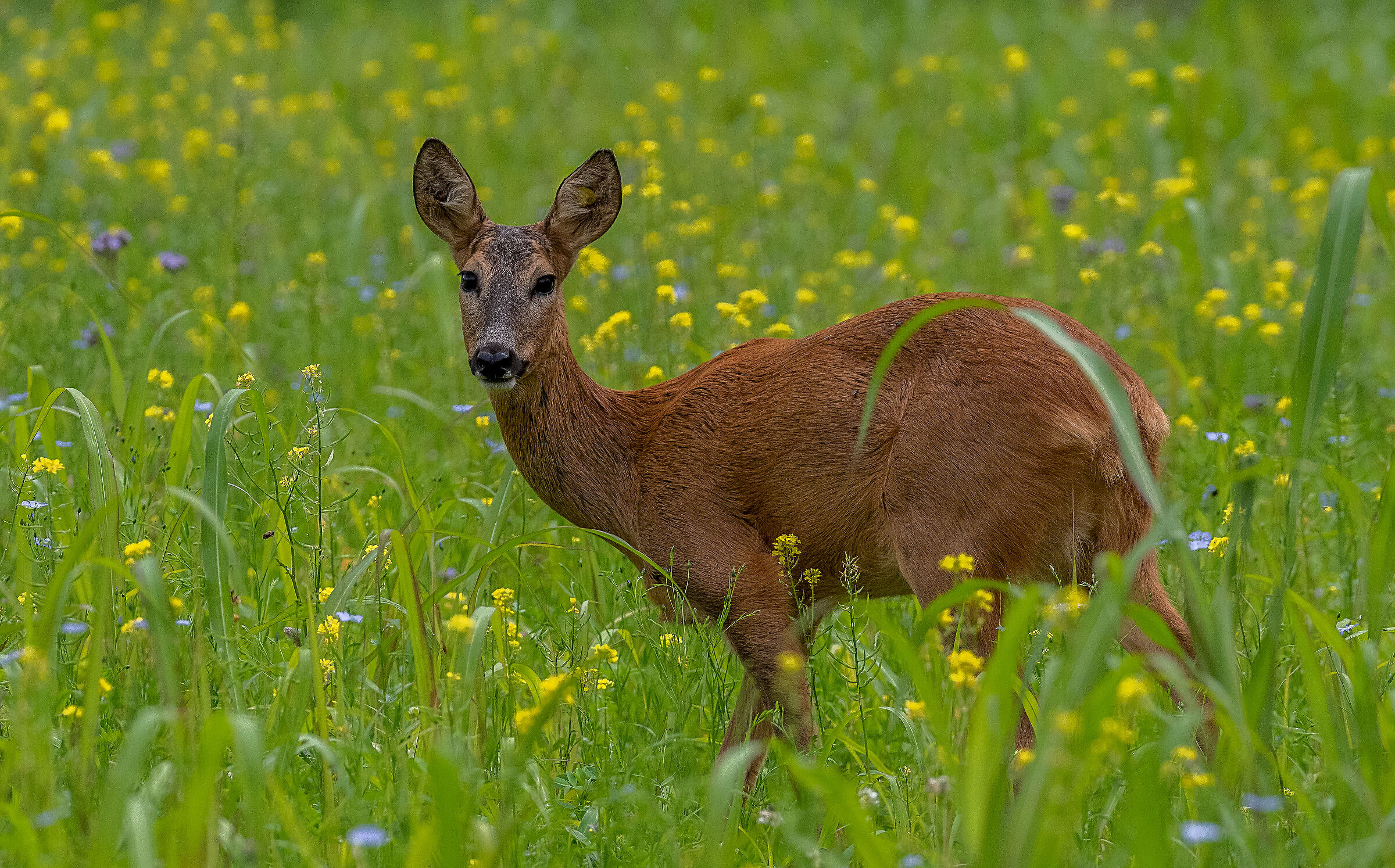 capriolo
