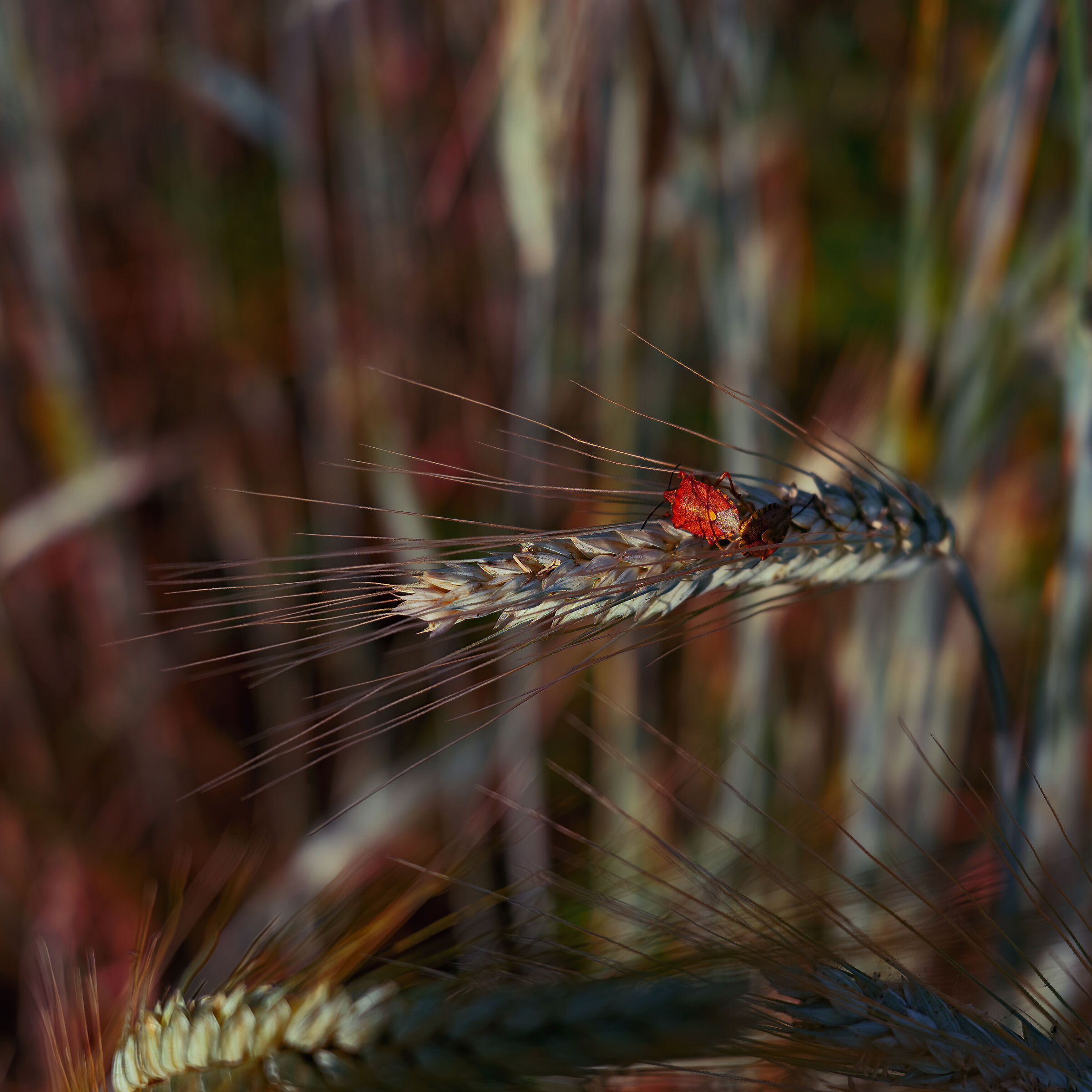 What do you know about a wheat field.............