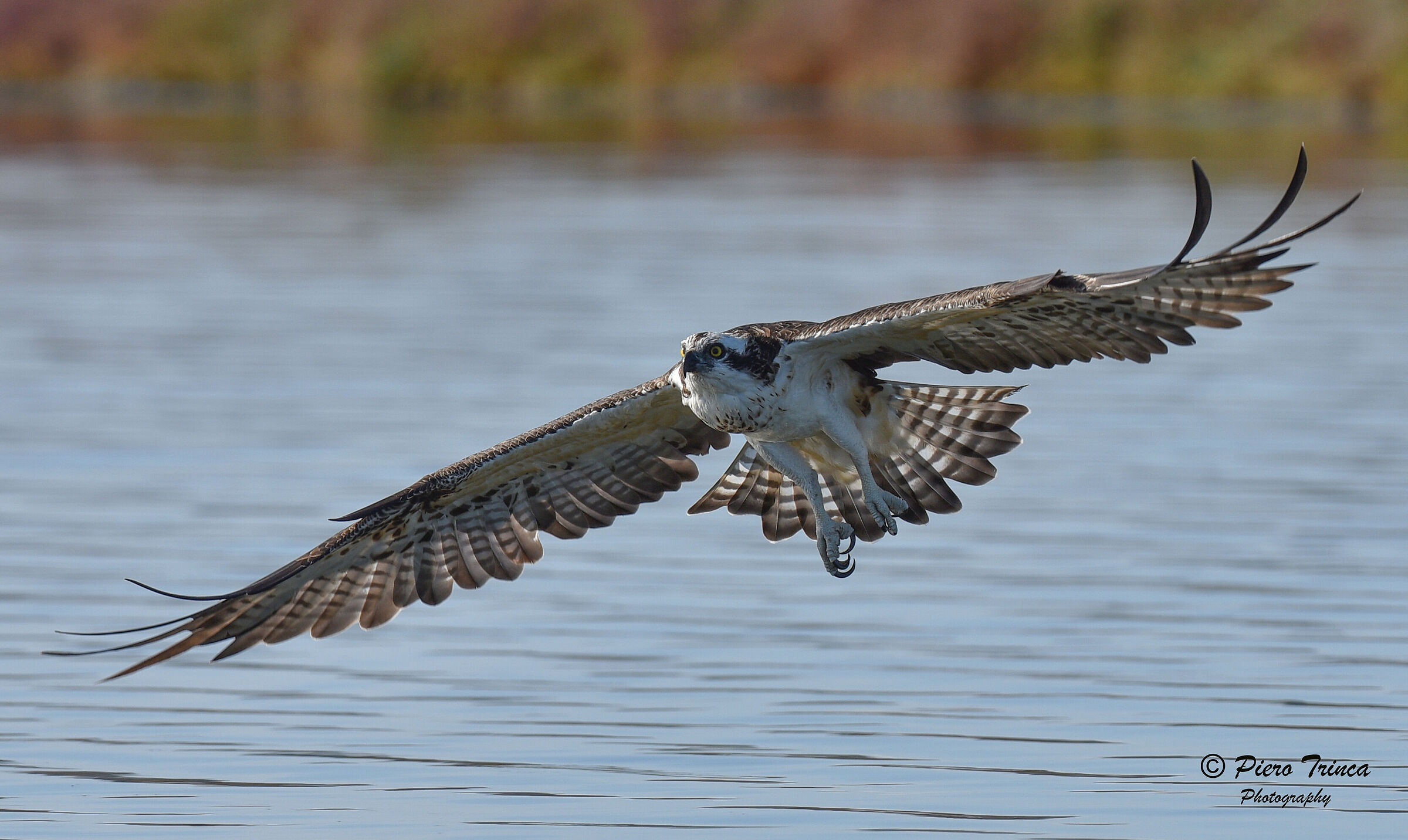 falco pescatore Sardegna