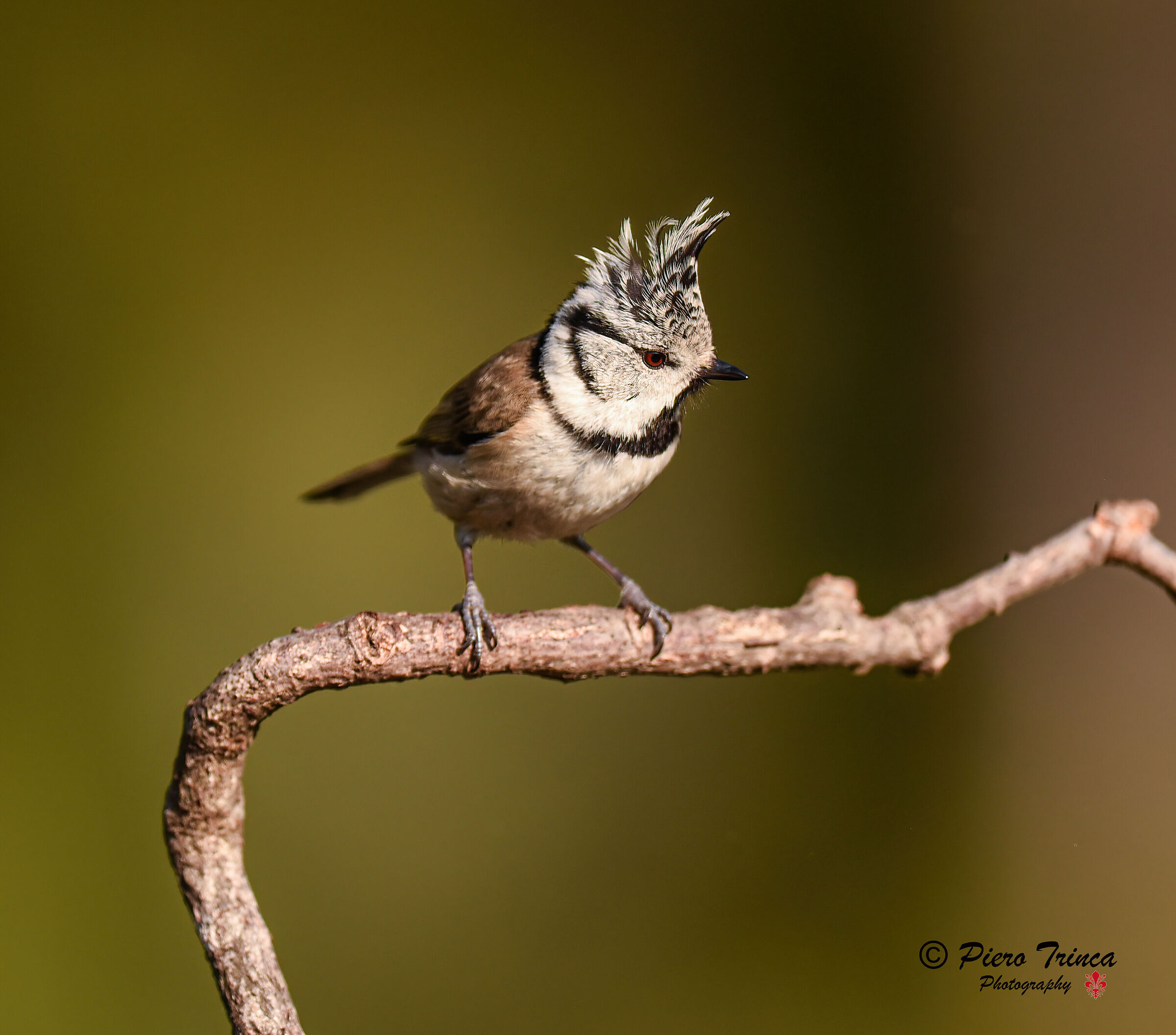 cincia dal ciuffo malga natura.
